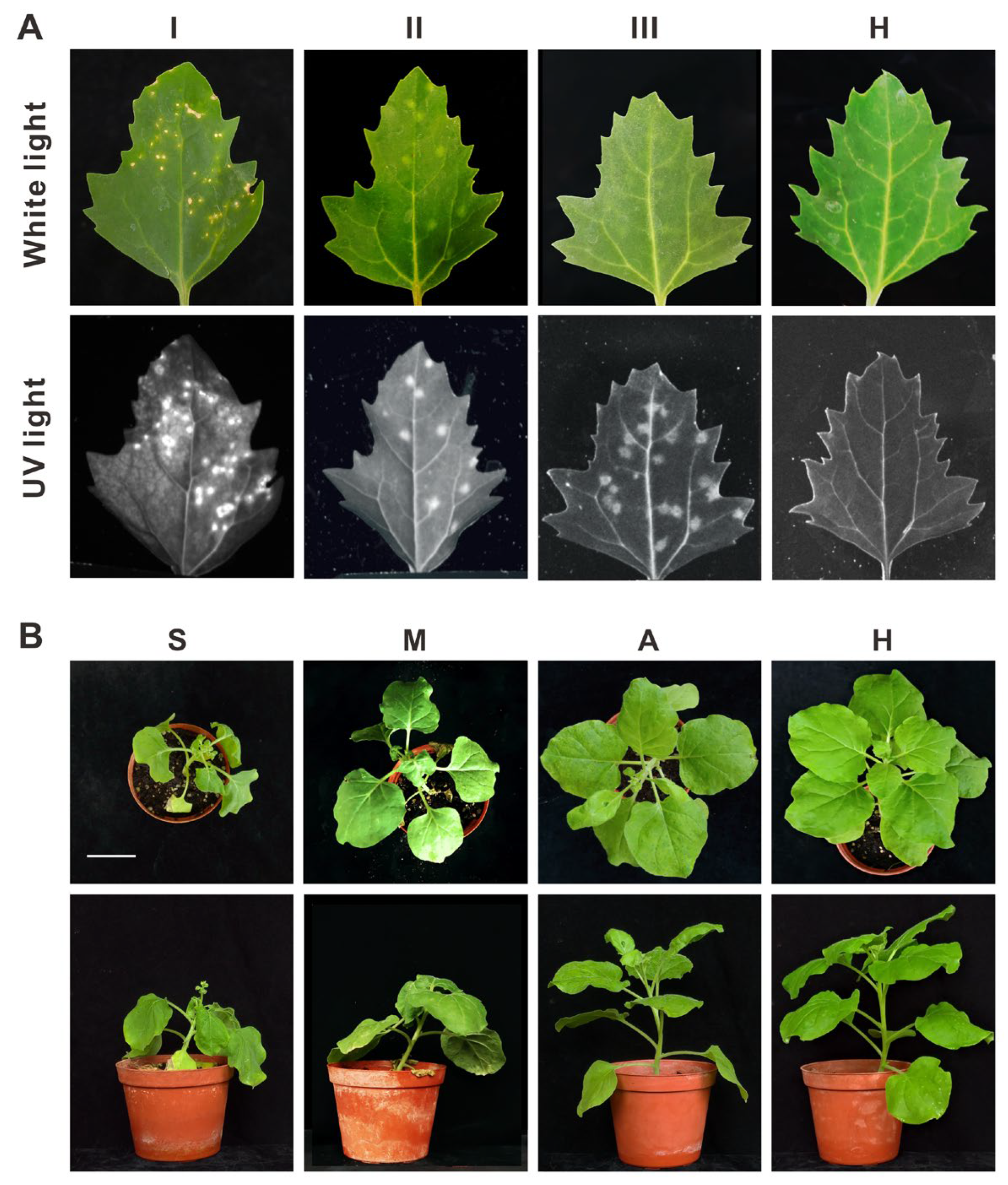 Viruses 16 00687 g001