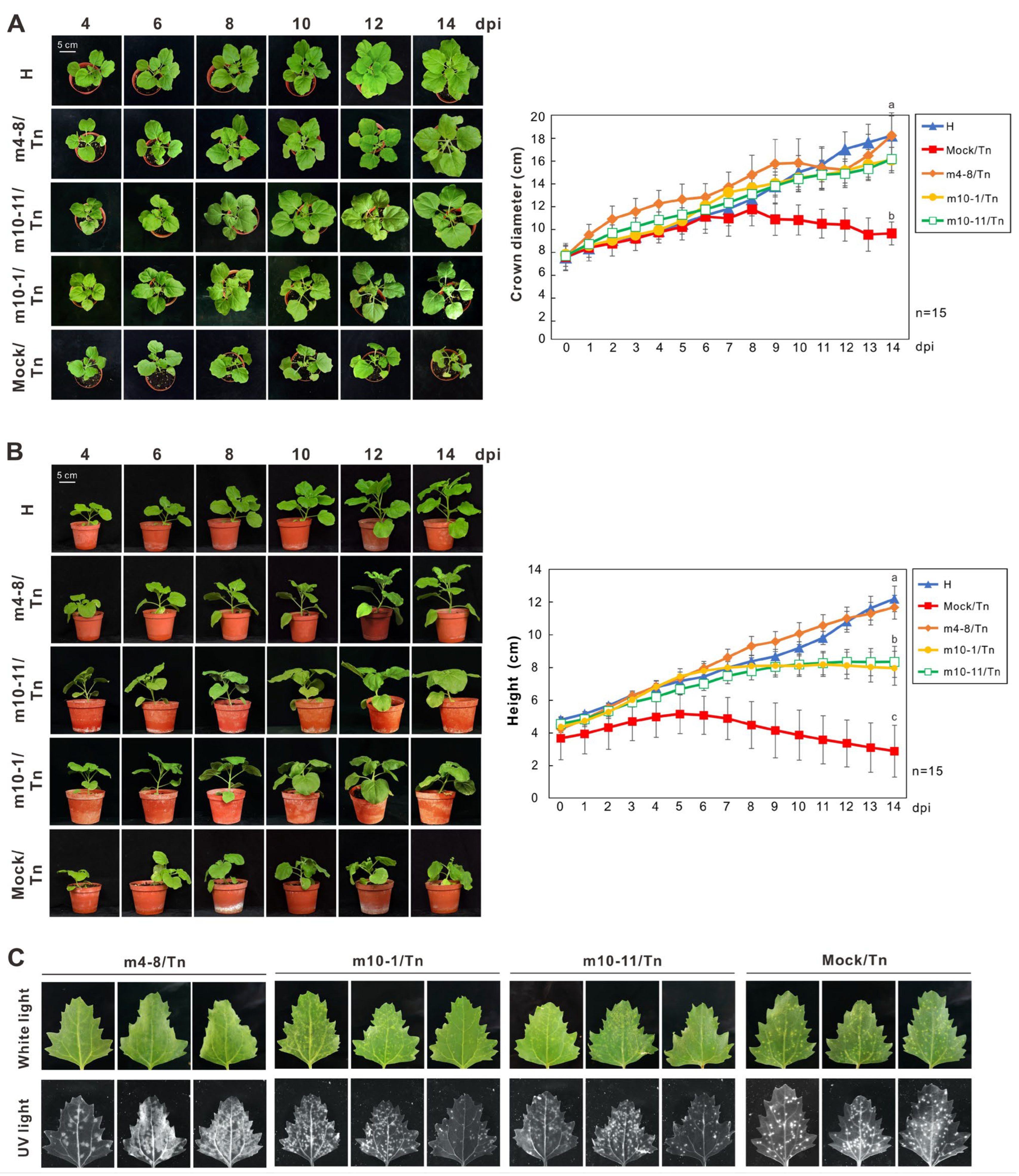 Viruses 16 00687 g002