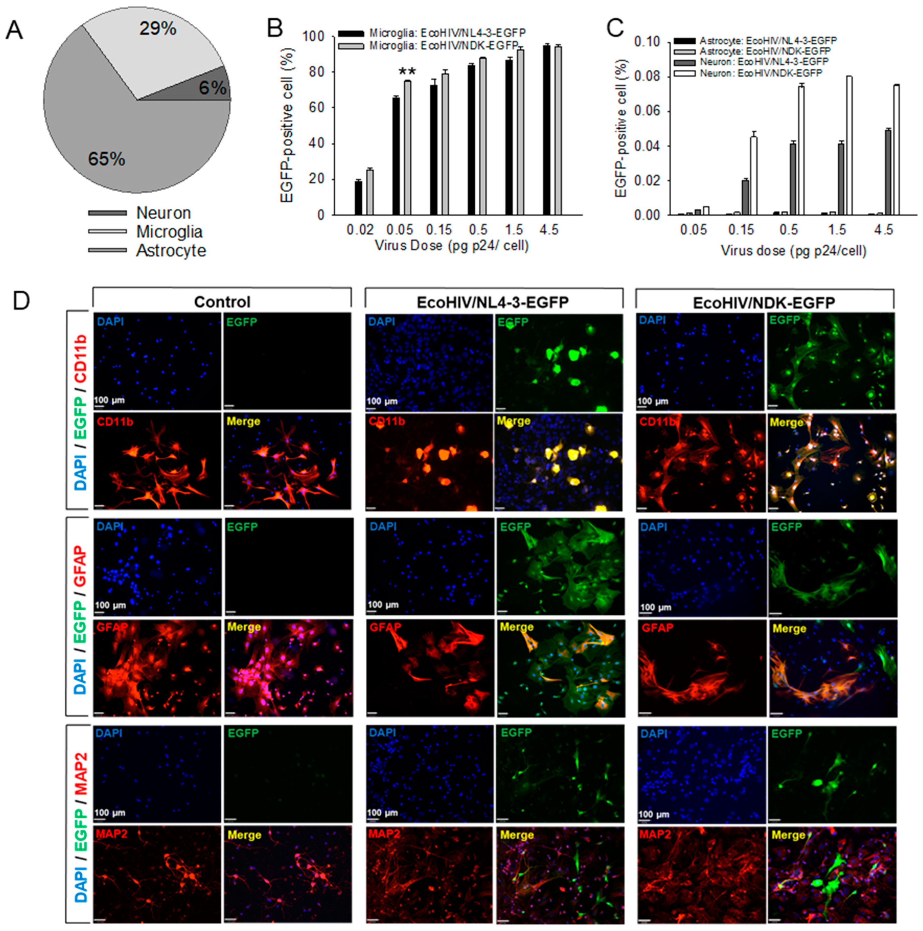 Viruses 16 00693 g002