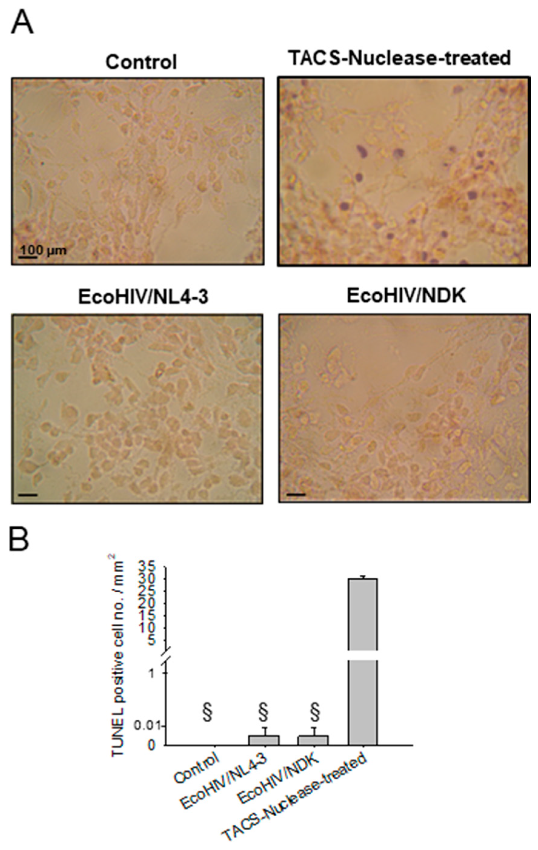 Viruses 16 00693 g004