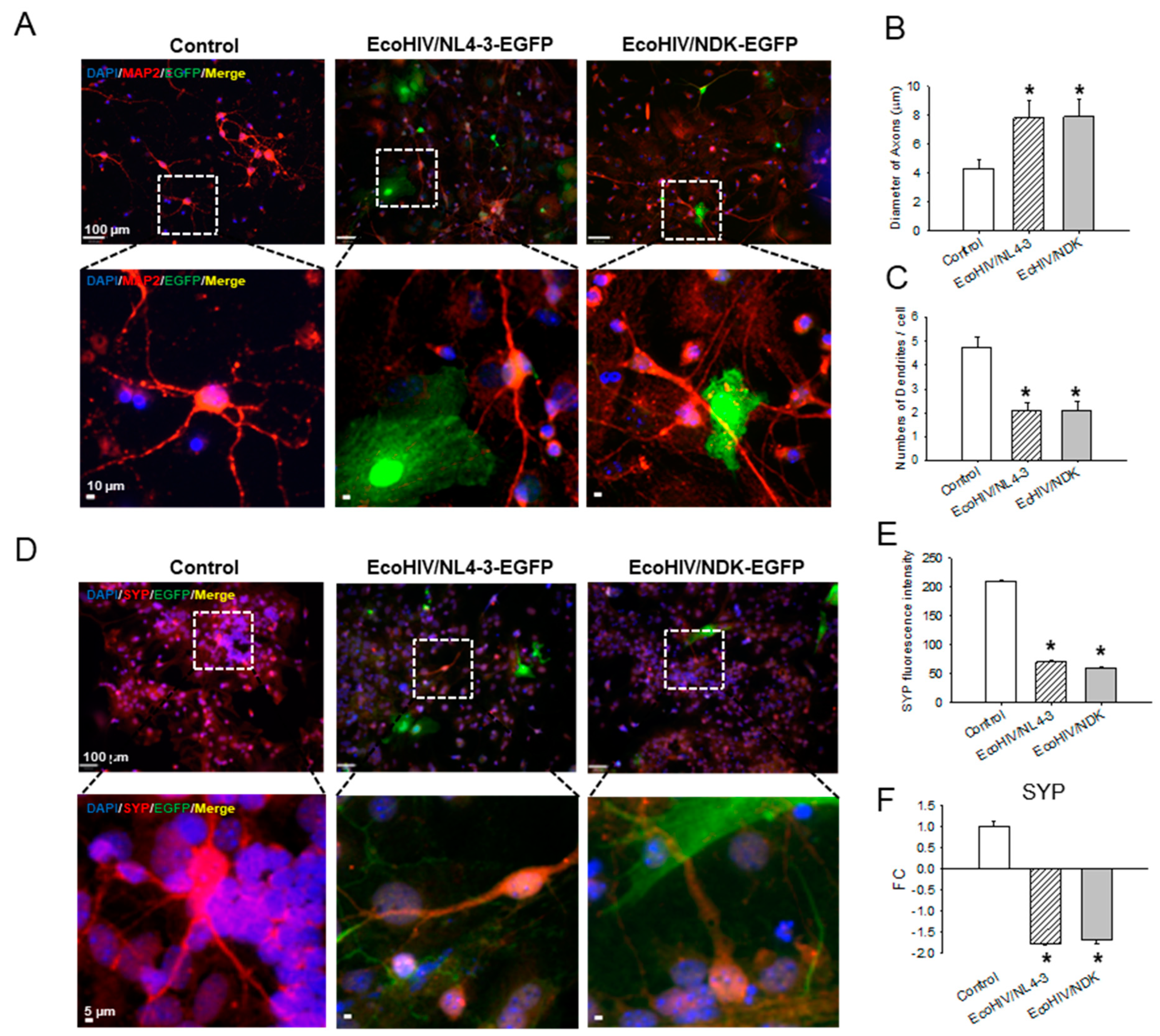 Viruses 16 00693 g005