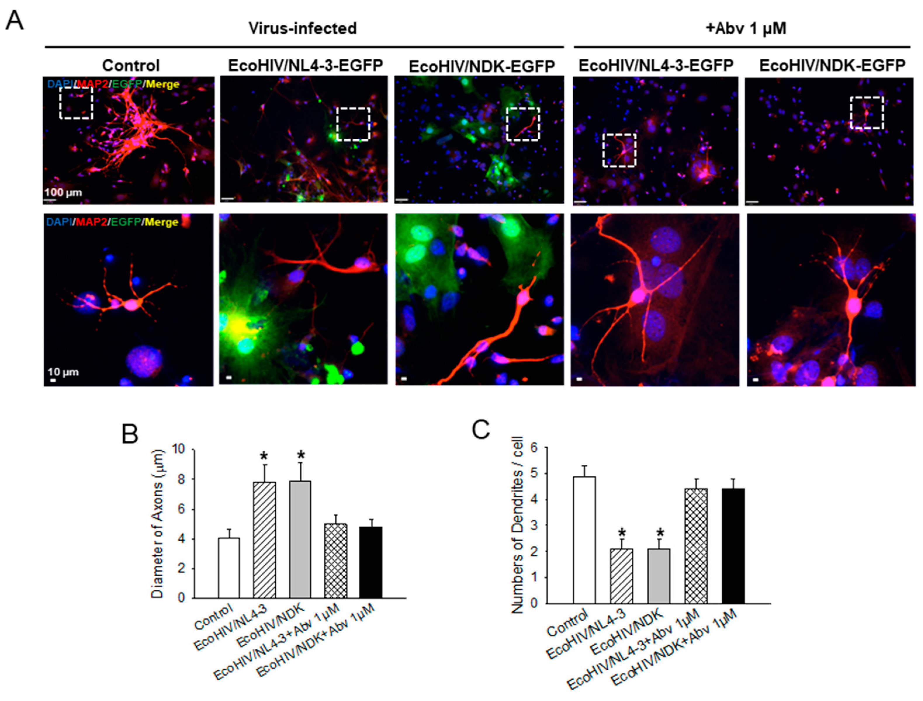 Viruses 16 00693 g006