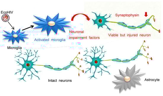 Viruses 16 00693 g007