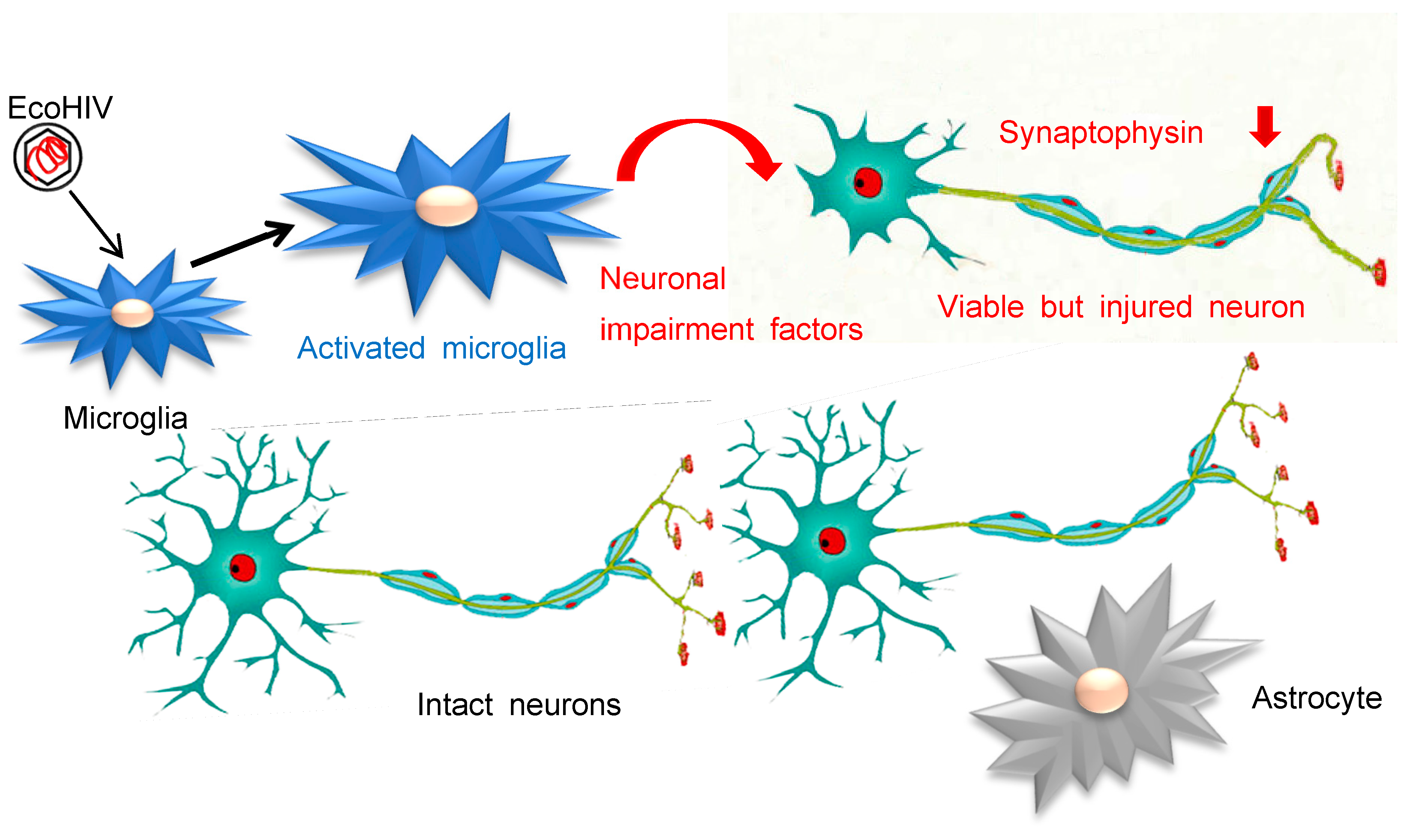 Viruses 16 00693 g007