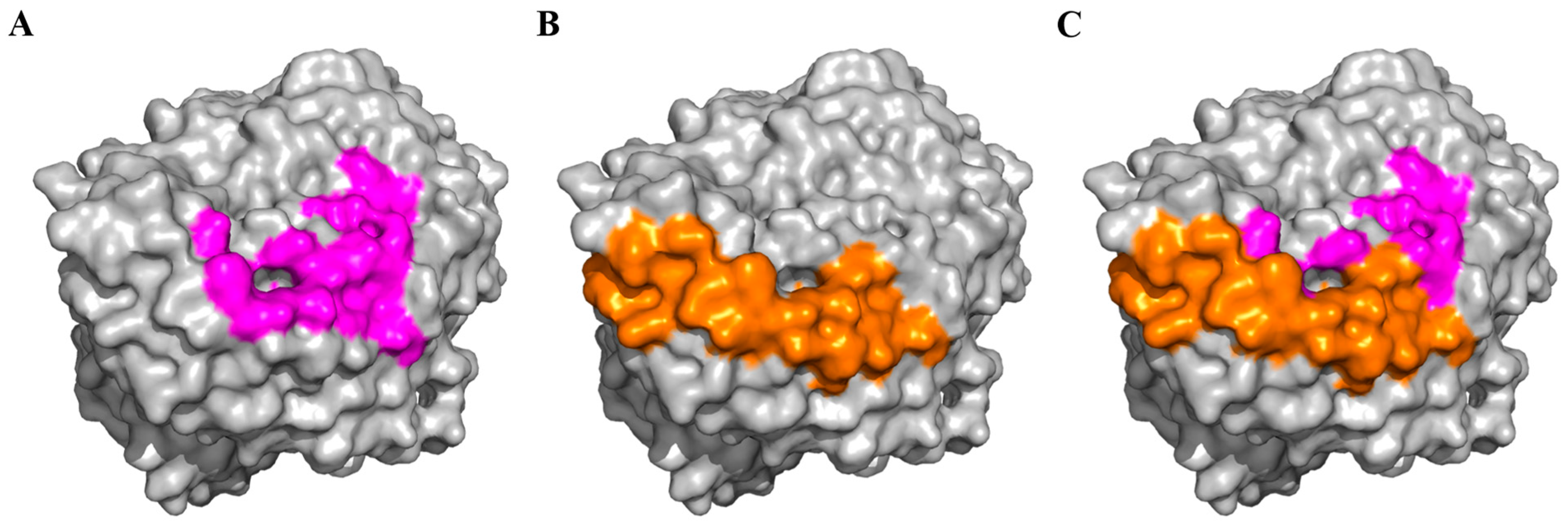 Viruses 16 00697 g003