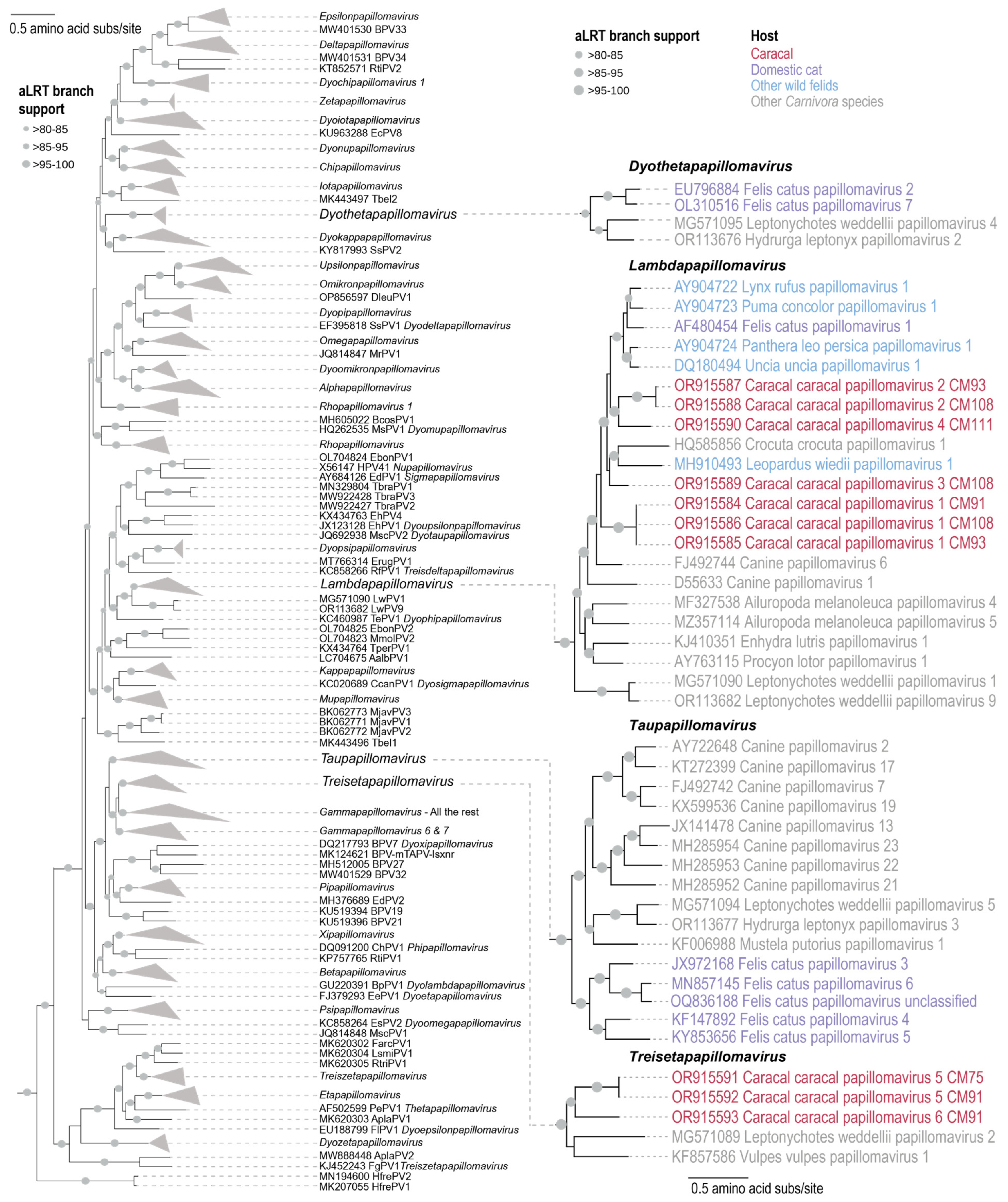 Viruses 16 00701 g004 Viruses 16 00701 g004