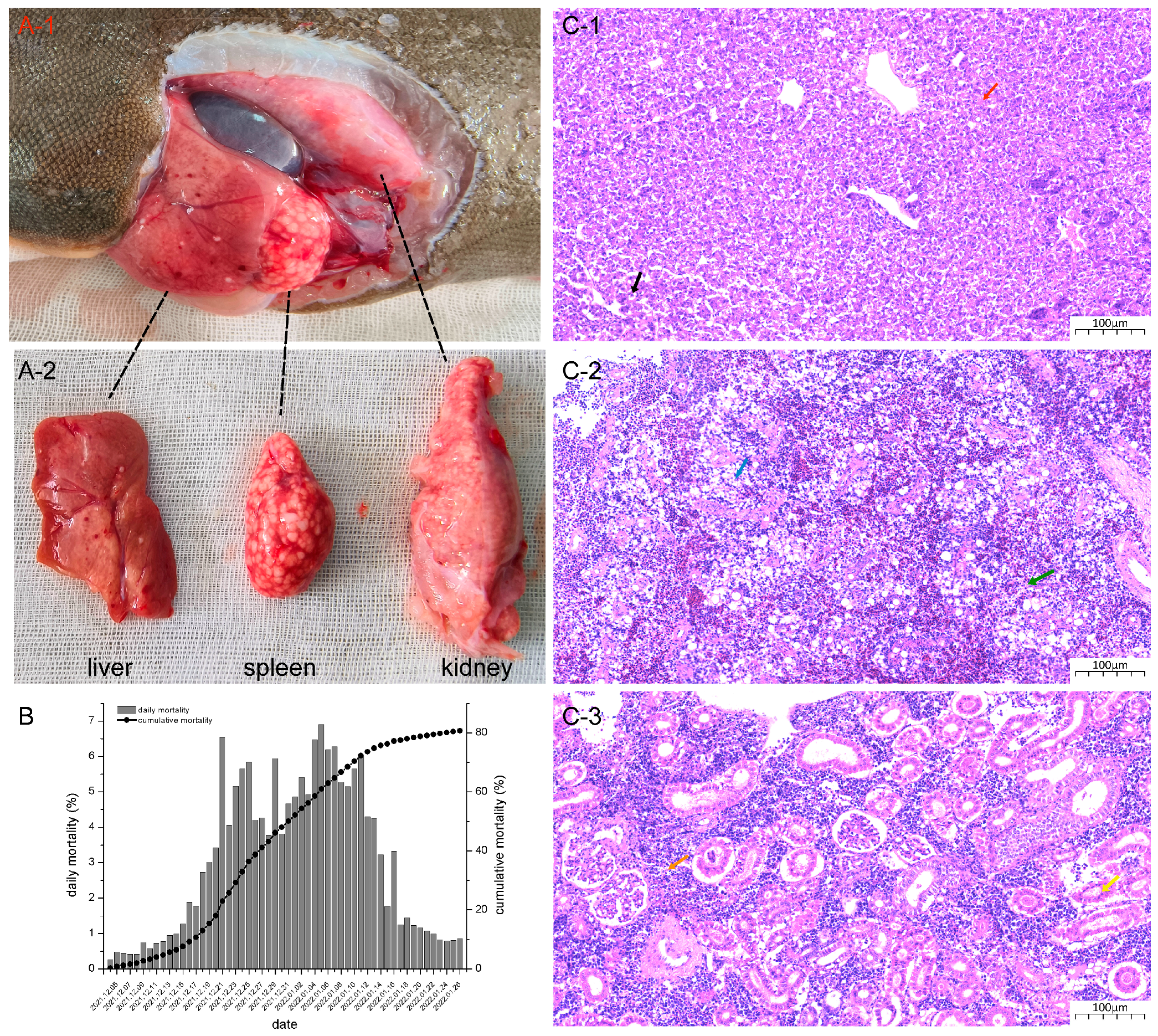 Viruses 16 00705 g001