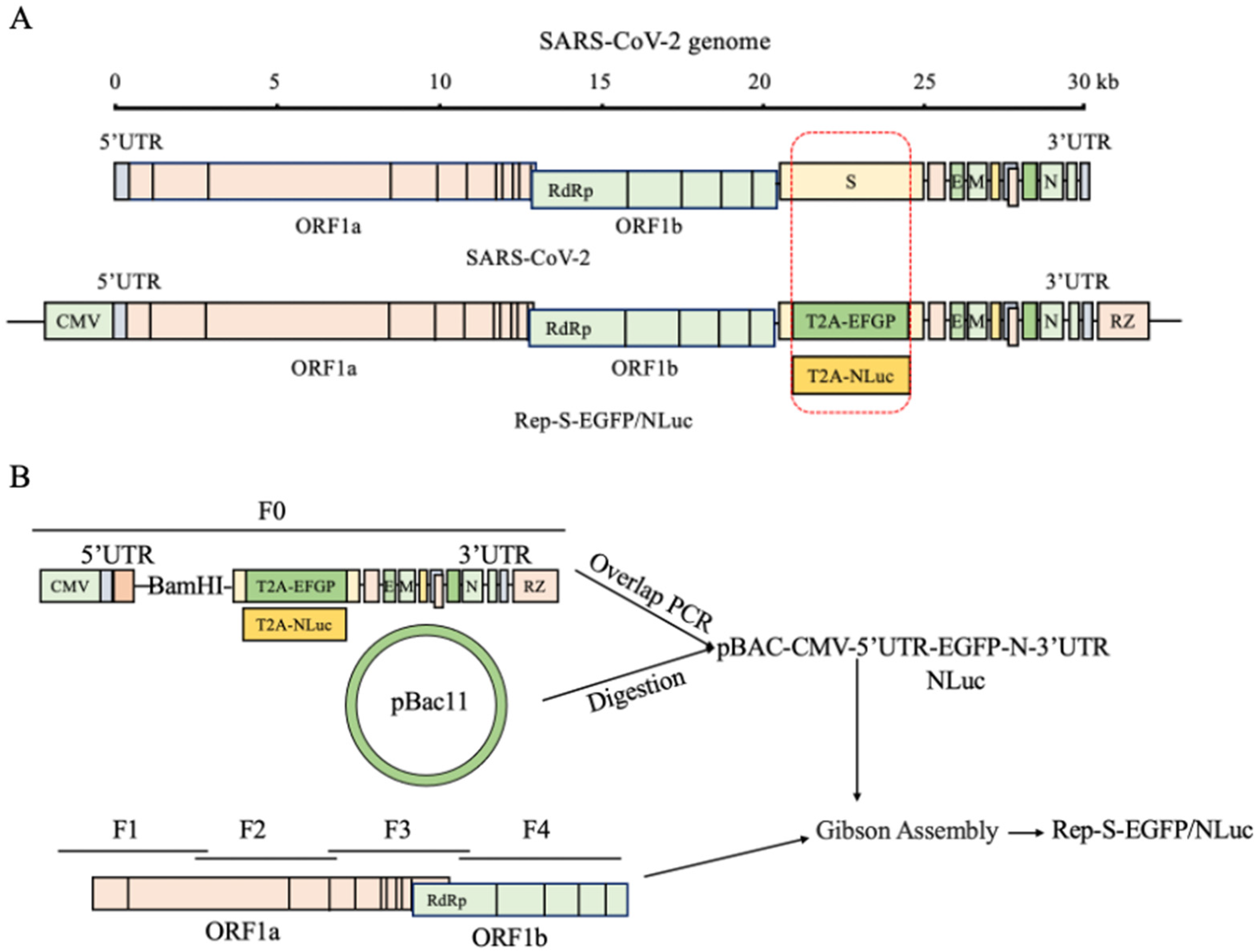 Viruses 16 00708 g001