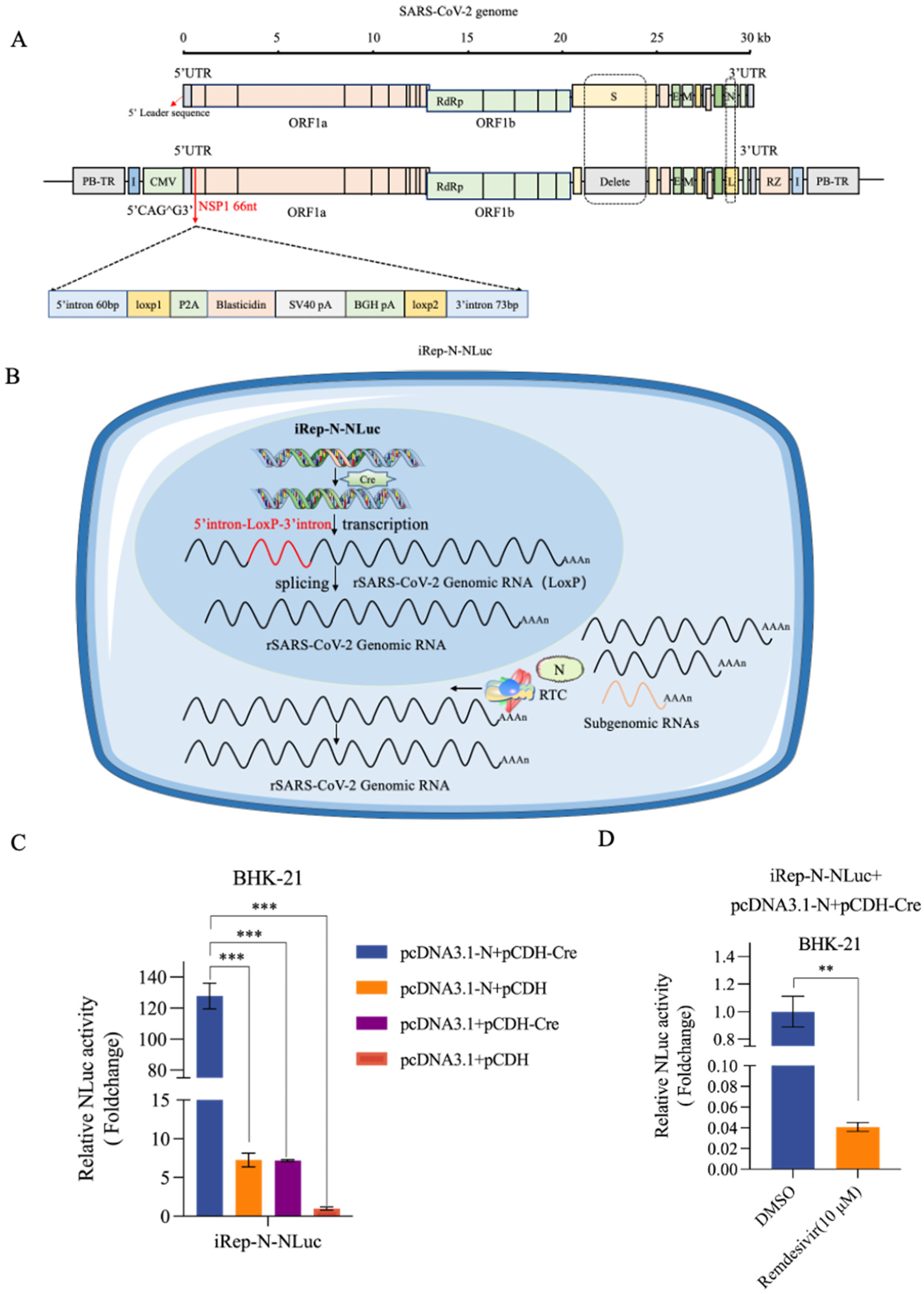 Viruses 16 00708 g004