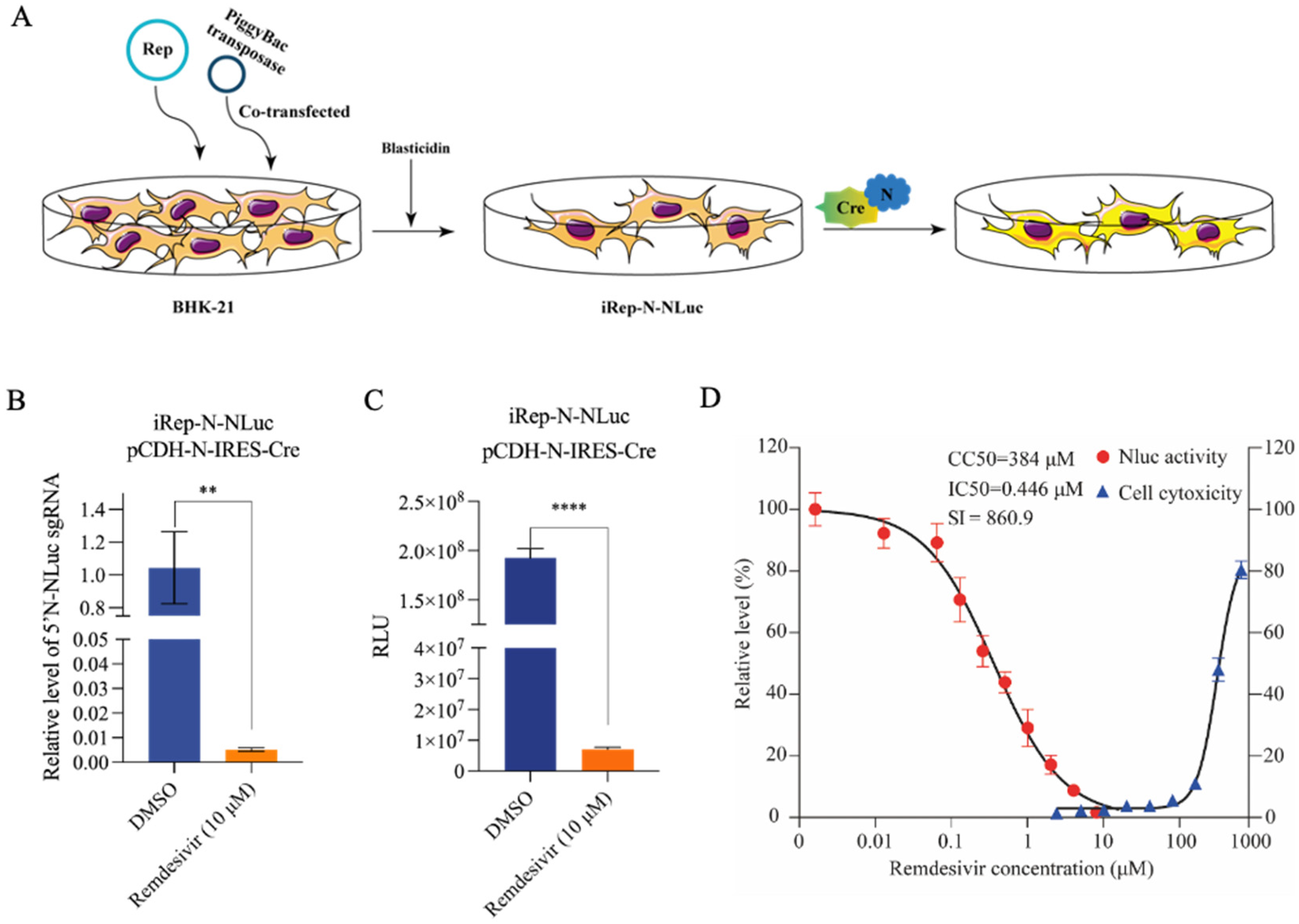 Viruses 16 00708 g005