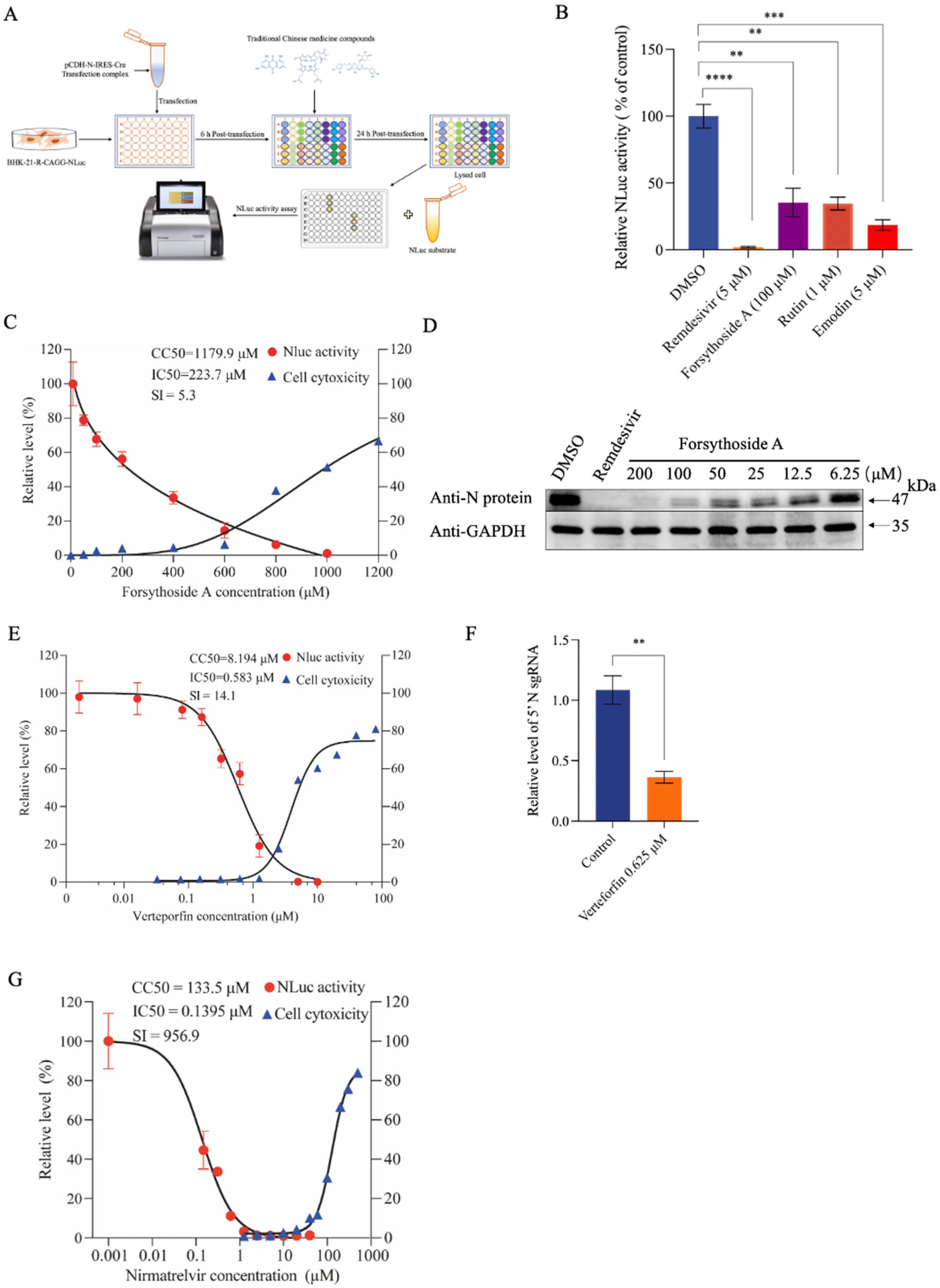 Viruses 16 00708 g006