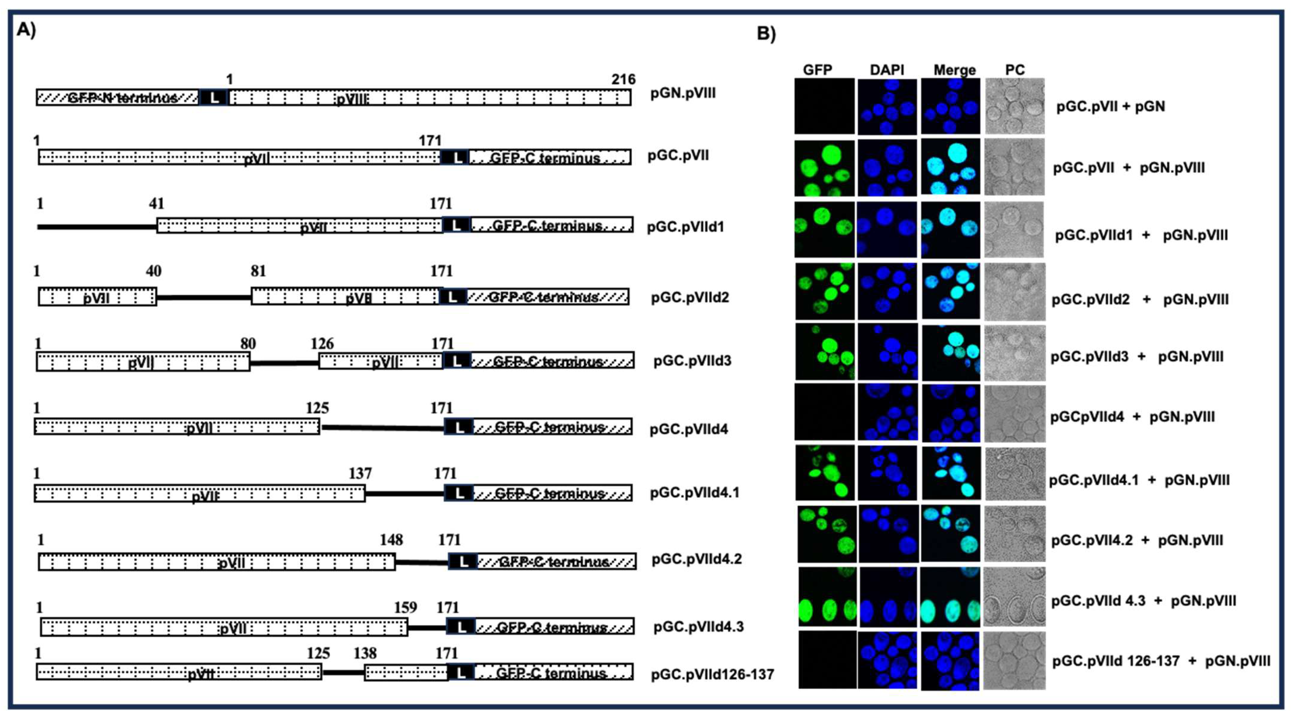 Viruses 16 00732 g011