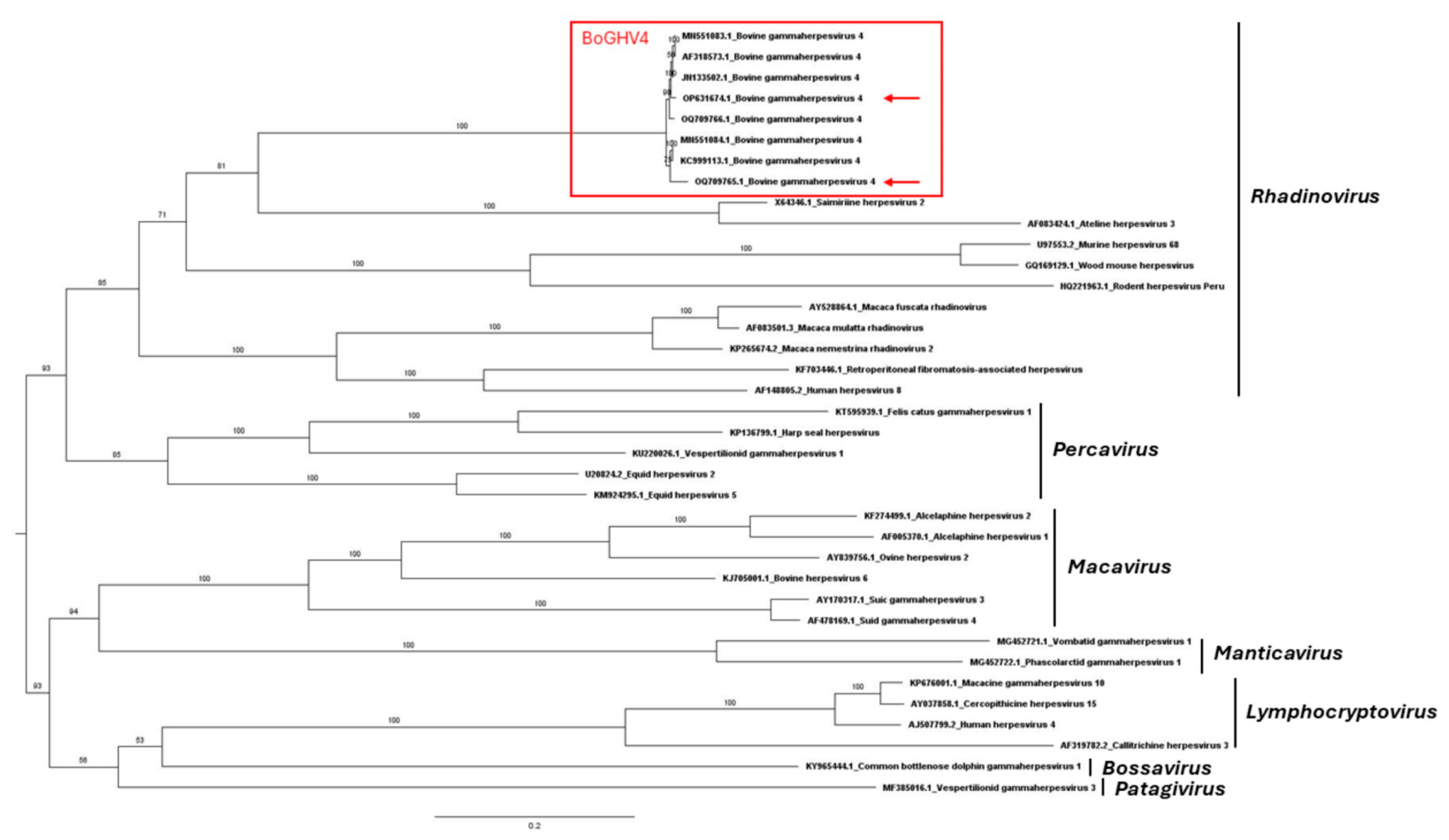 Viruses 16 00739 g002 Viruses 16 00739 g002