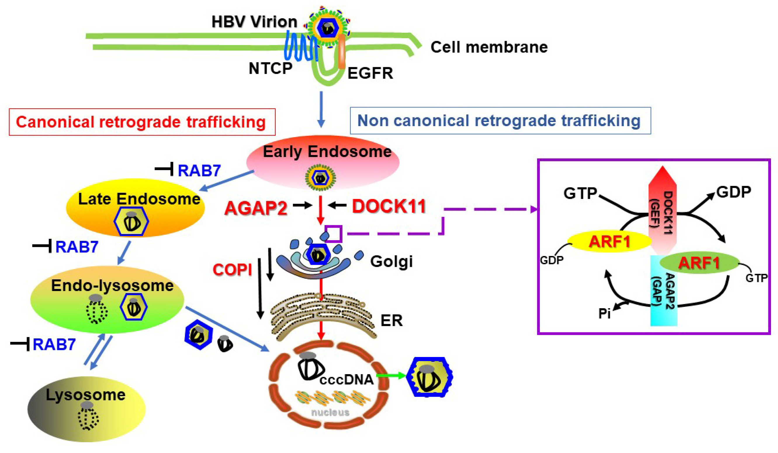 Viruses 16 00745 g003