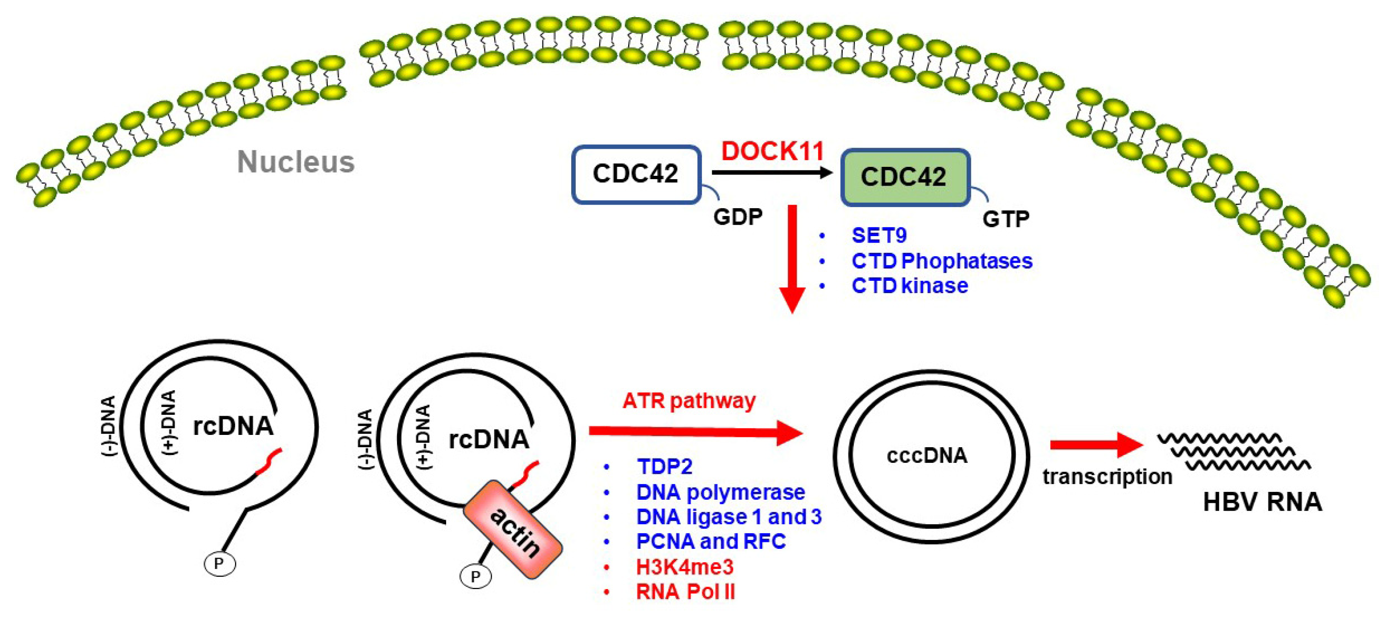 Viruses 16 00745 g004