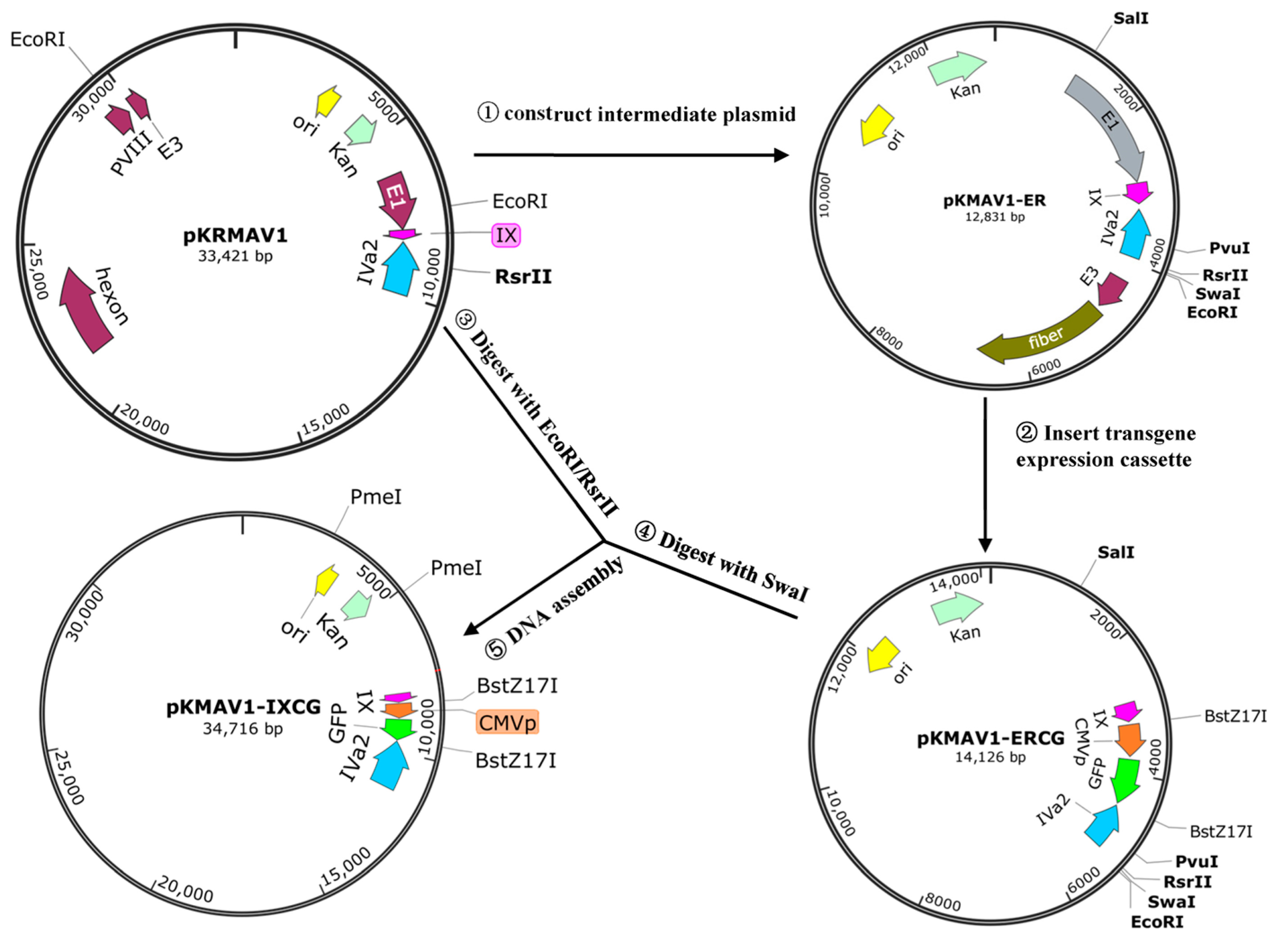 Viruses 16 00761 g001