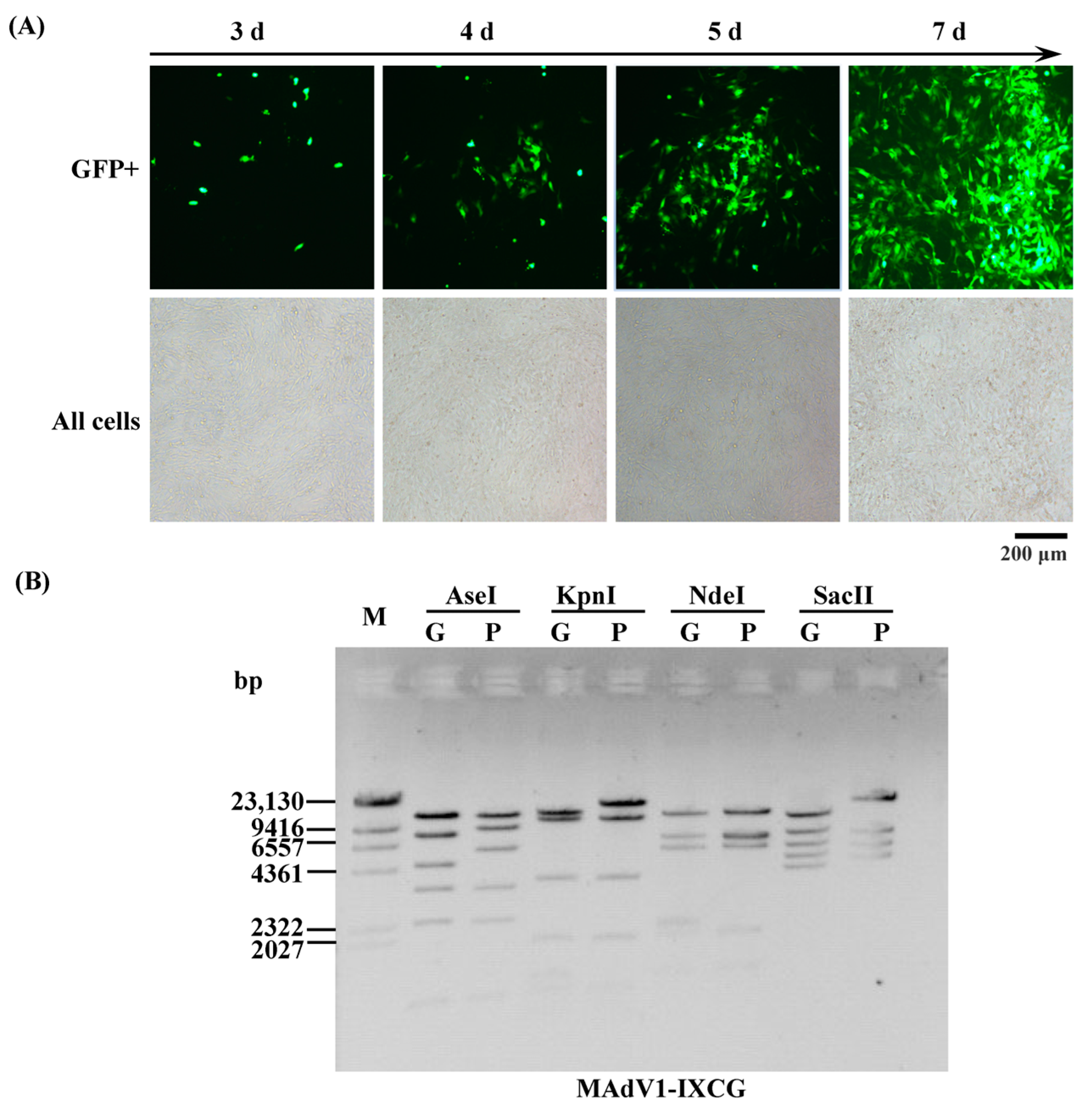 Viruses 16 00761 g002