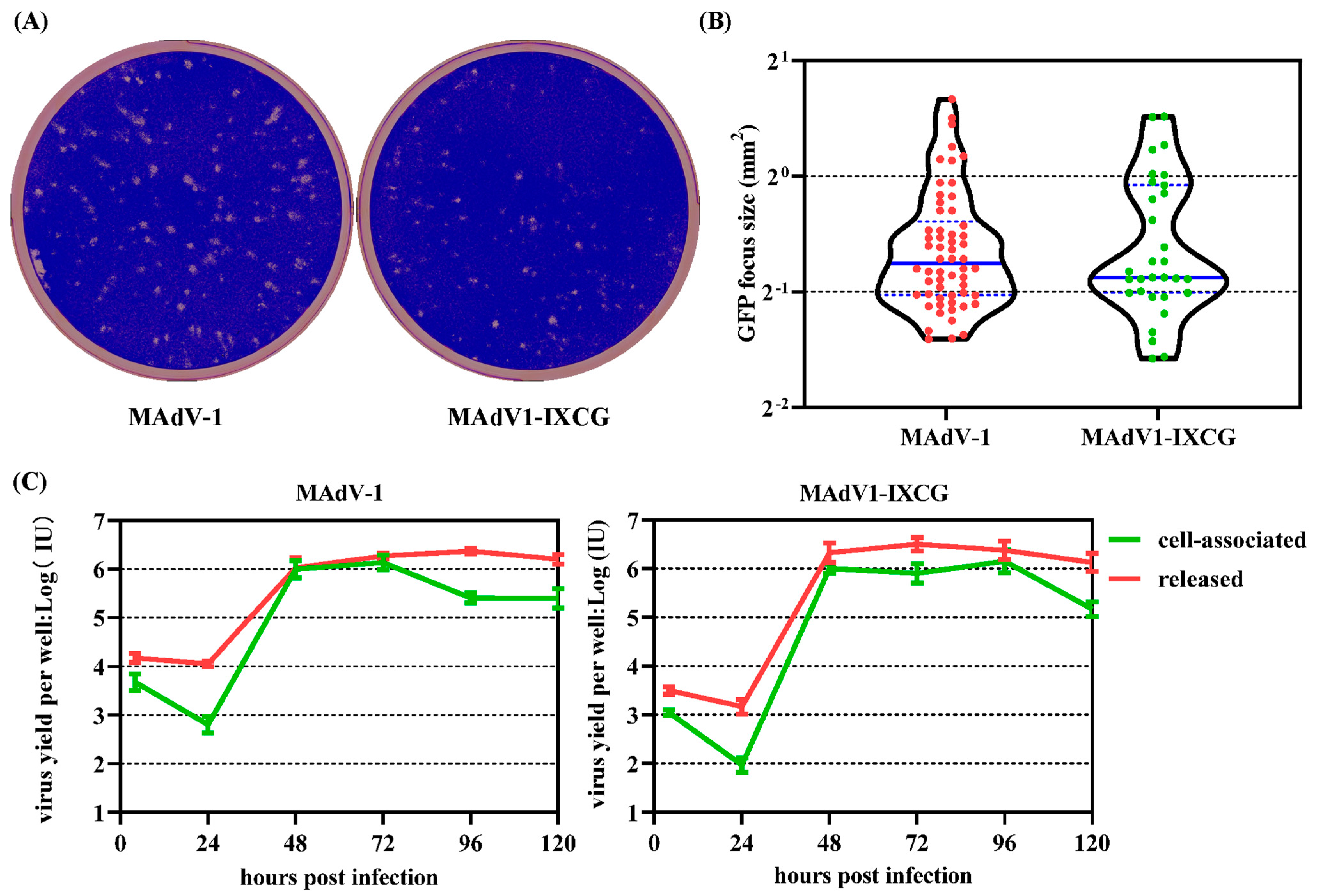 Viruses 16 00761 g004