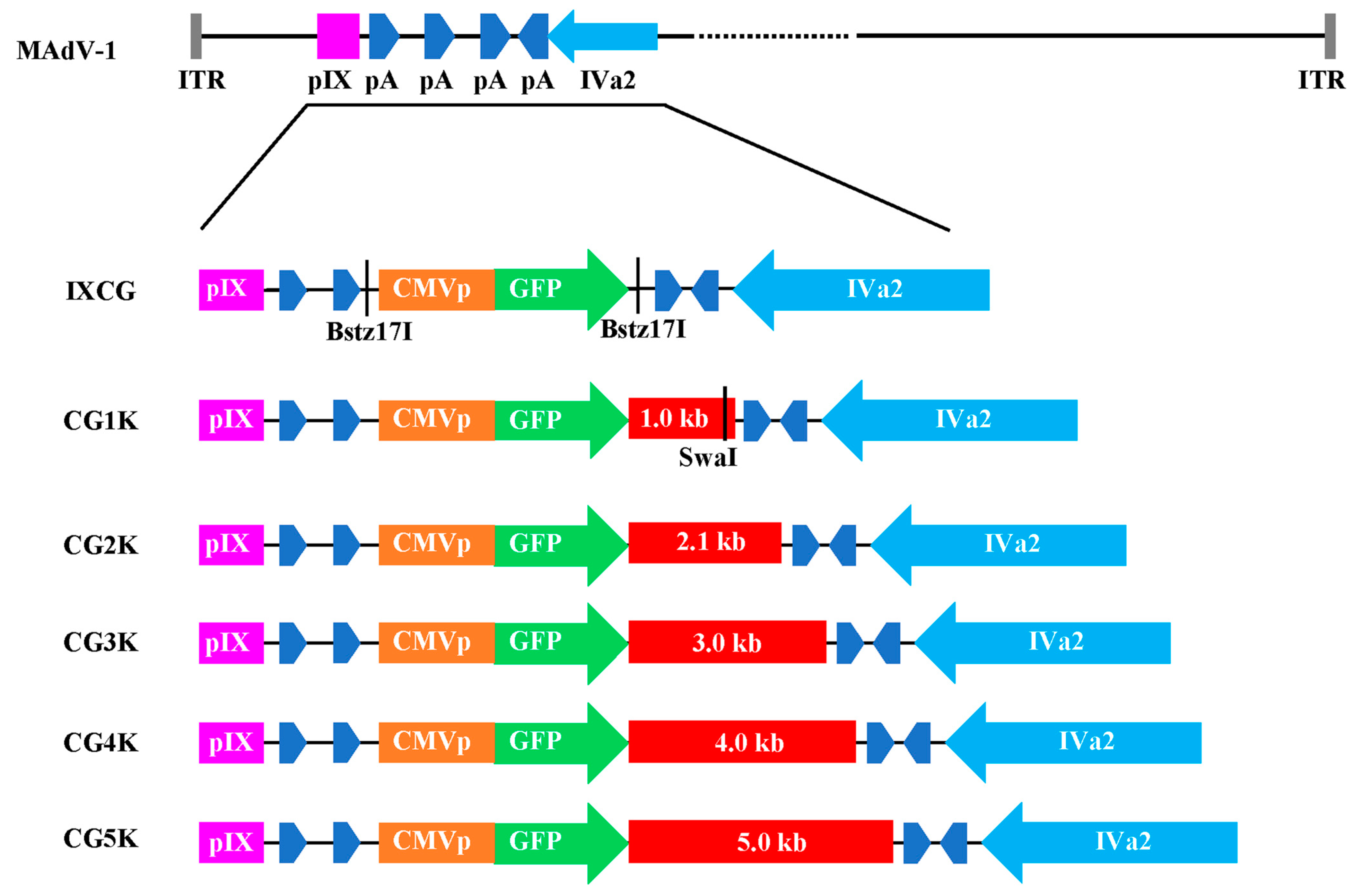 Viruses 16 00761 g007
