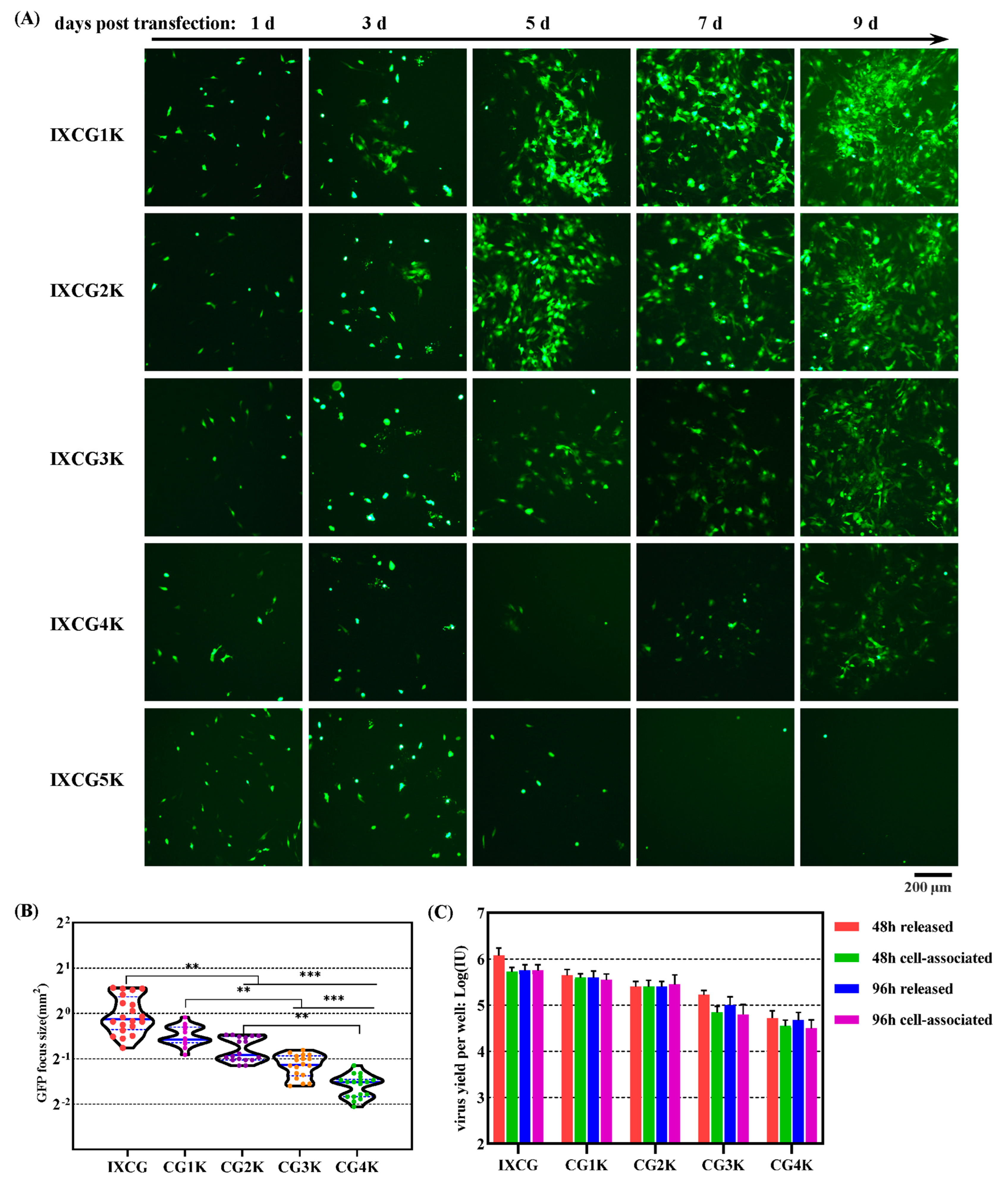 Viruses 16 00761 g008