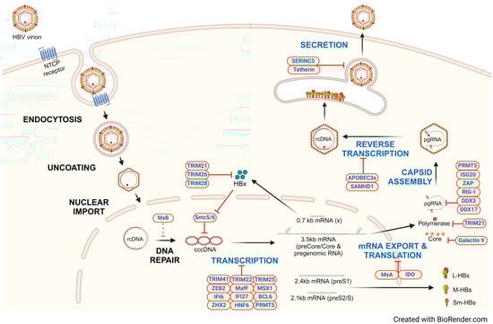Viruses 16 00764 g001