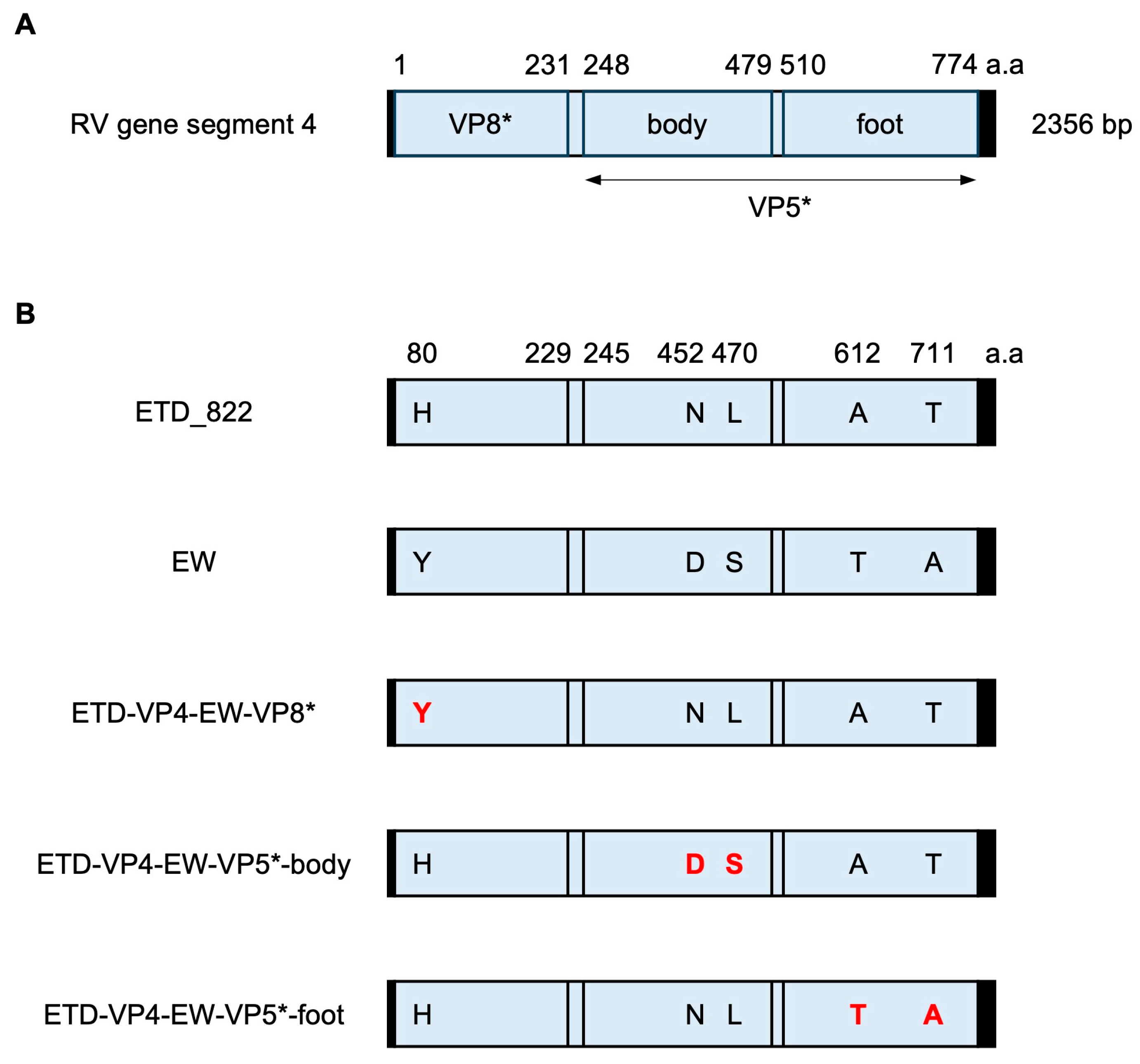 Viruses 16 00767 g001
