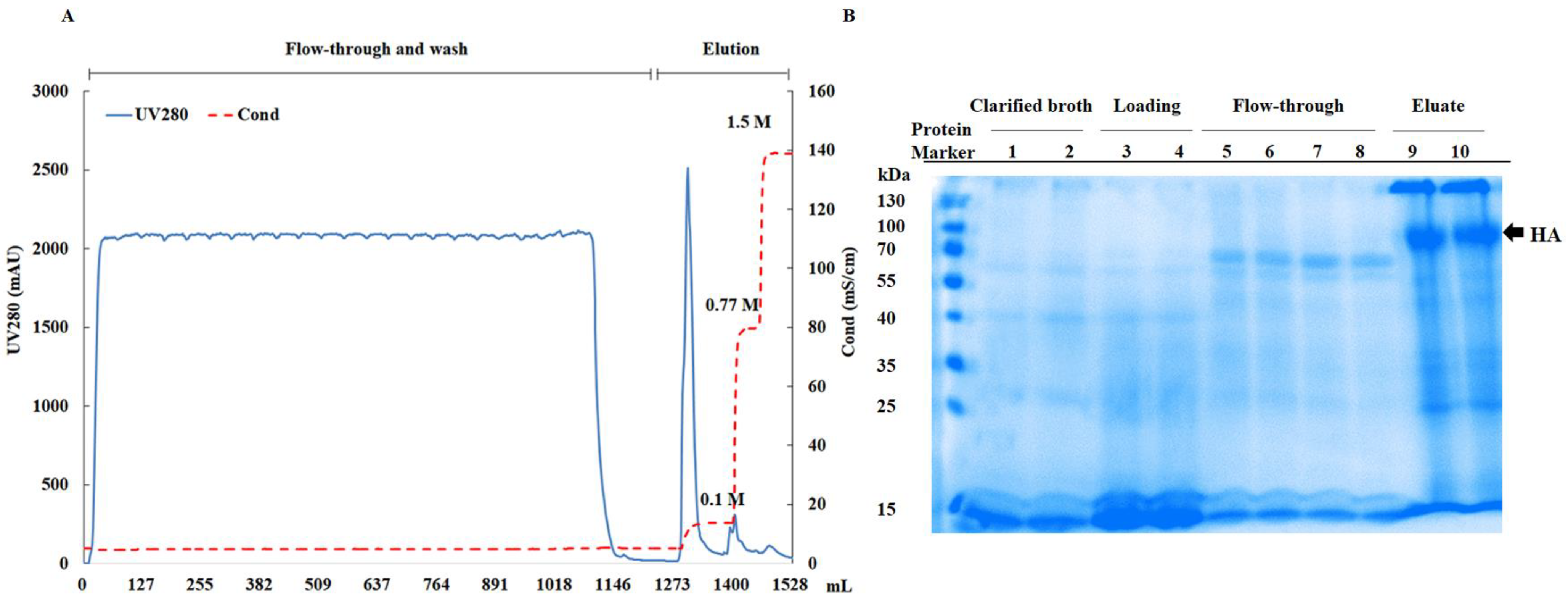 Viruses 16 00768 g004