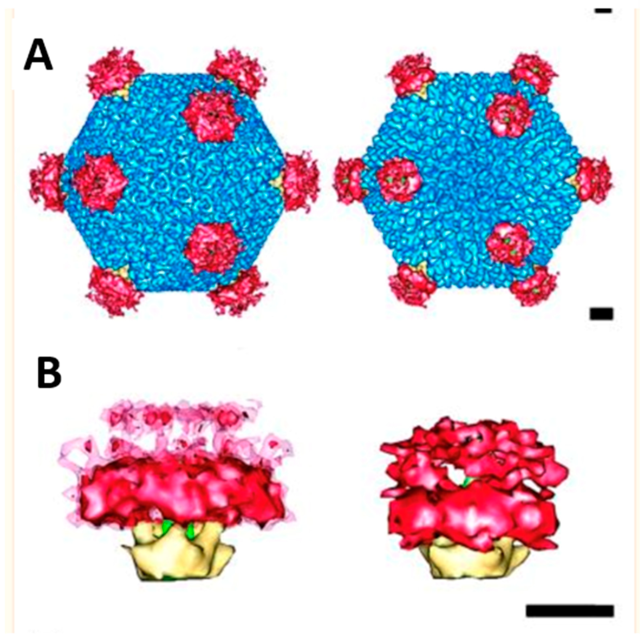 Viruses 16 00770 g003