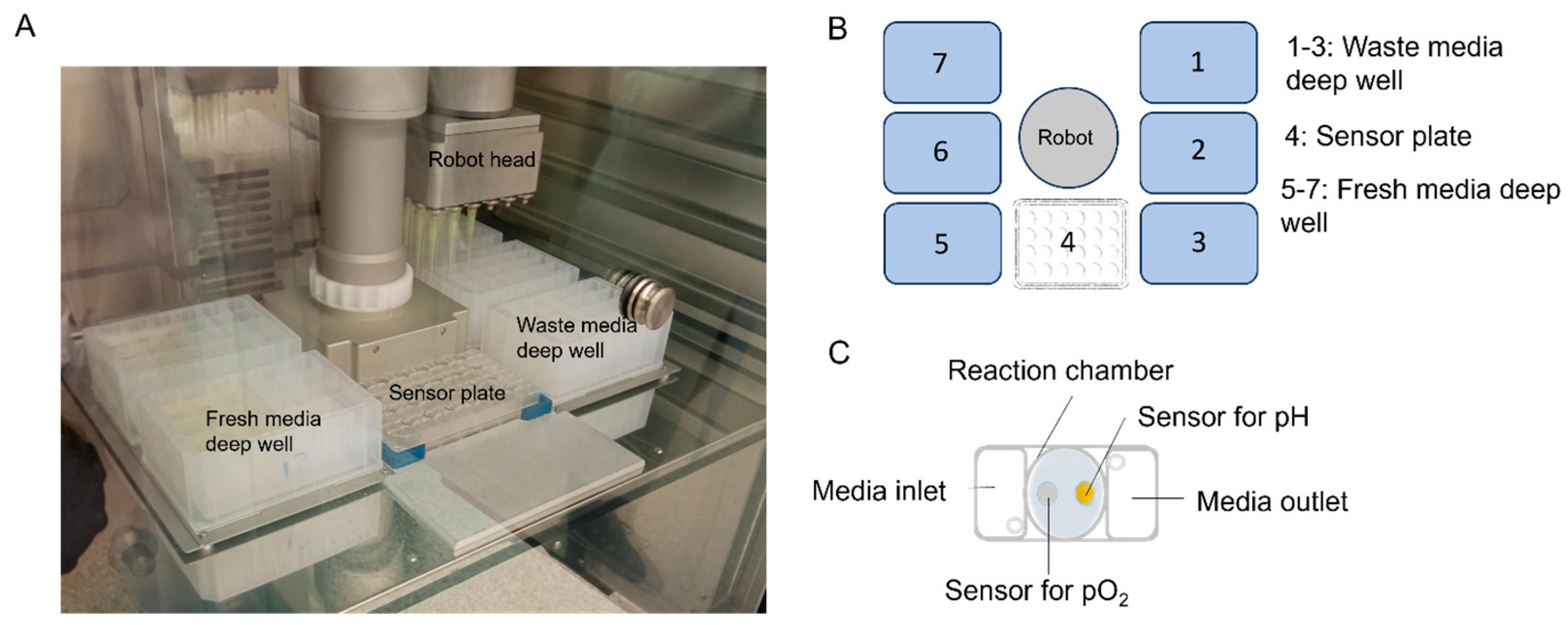 Viruses 16 00773 g001
