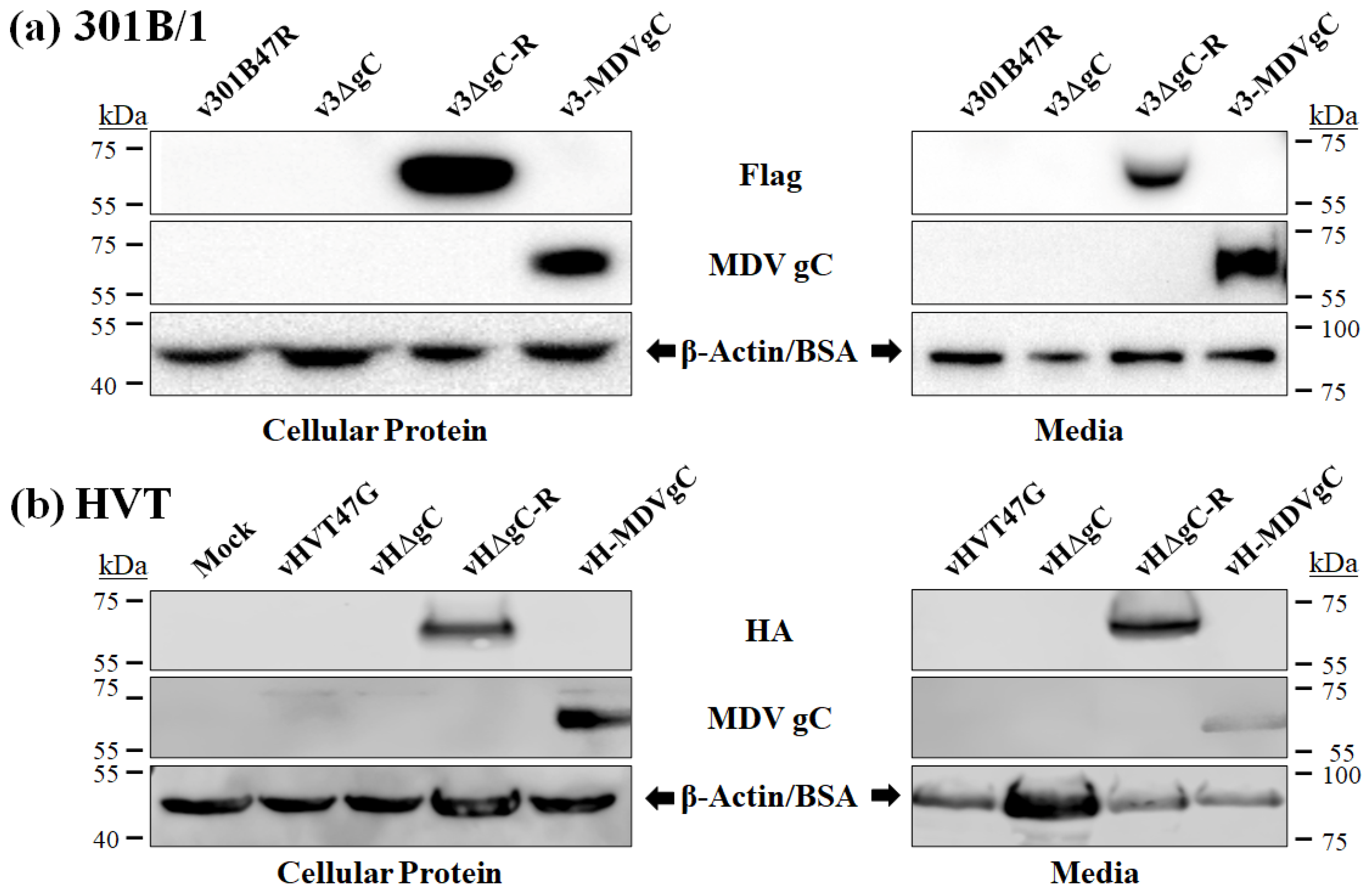 Viruses 16 00782 g002