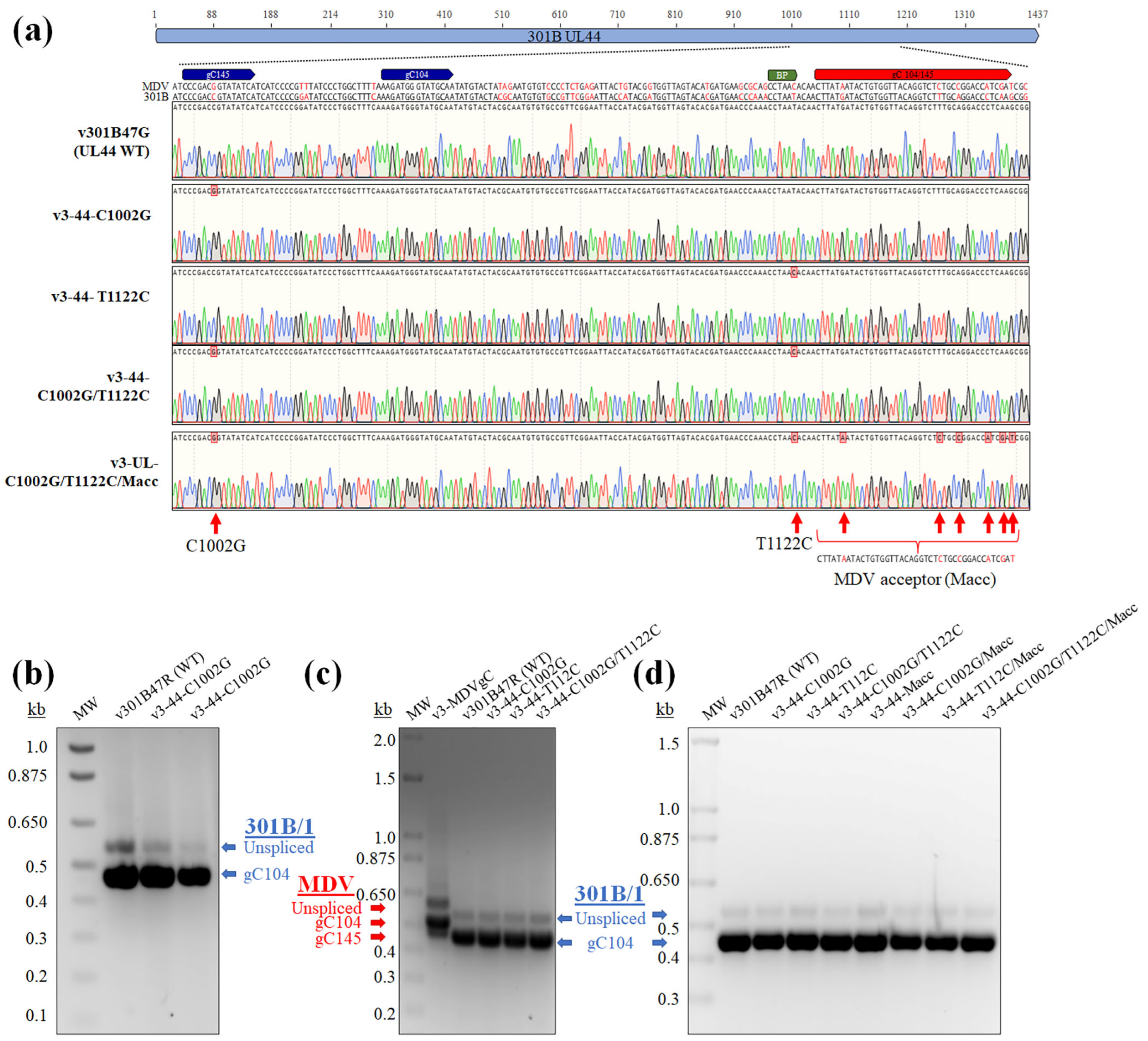 Viruses 16 00782 g005