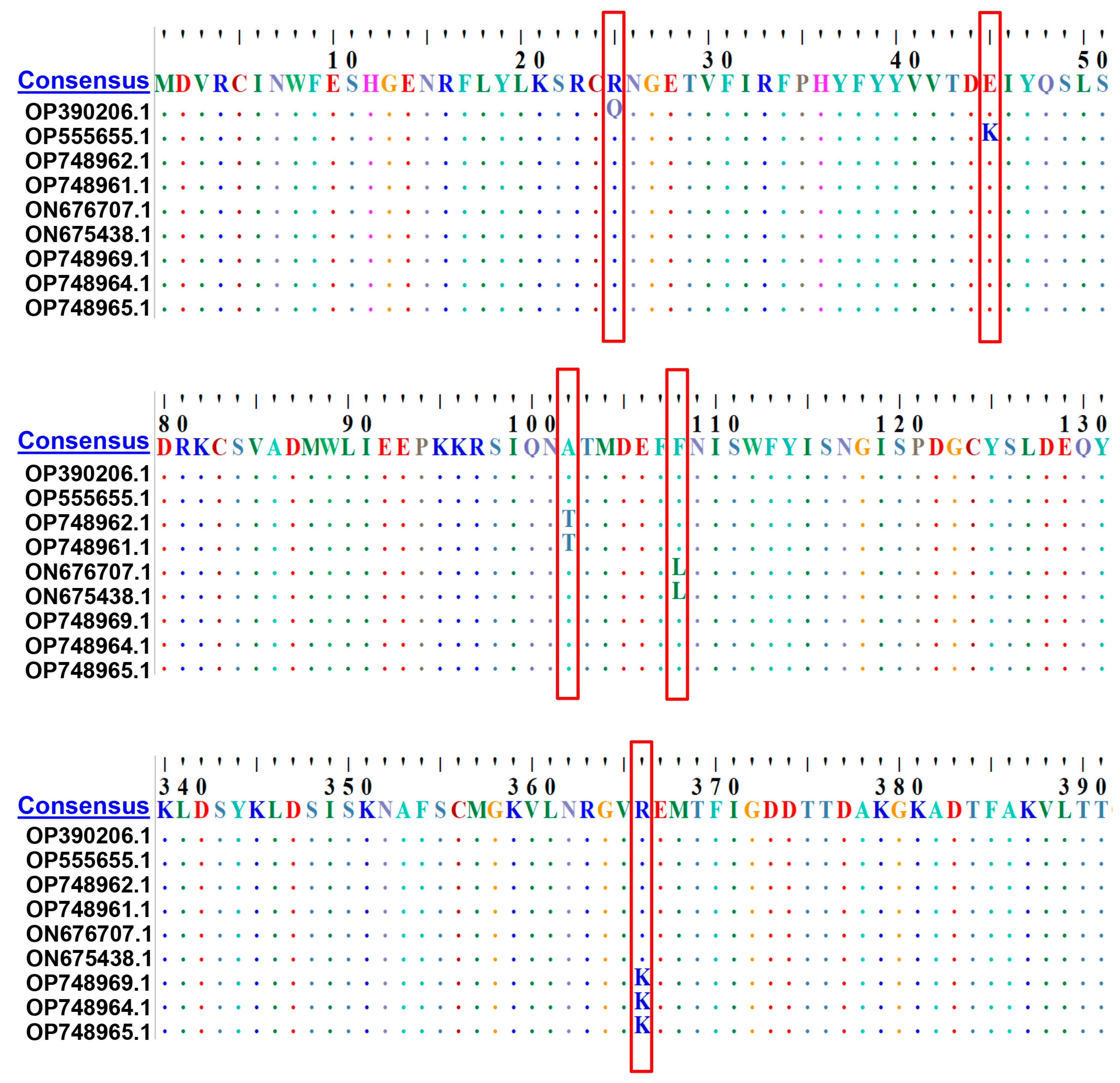 Viruses 16 00784 g002