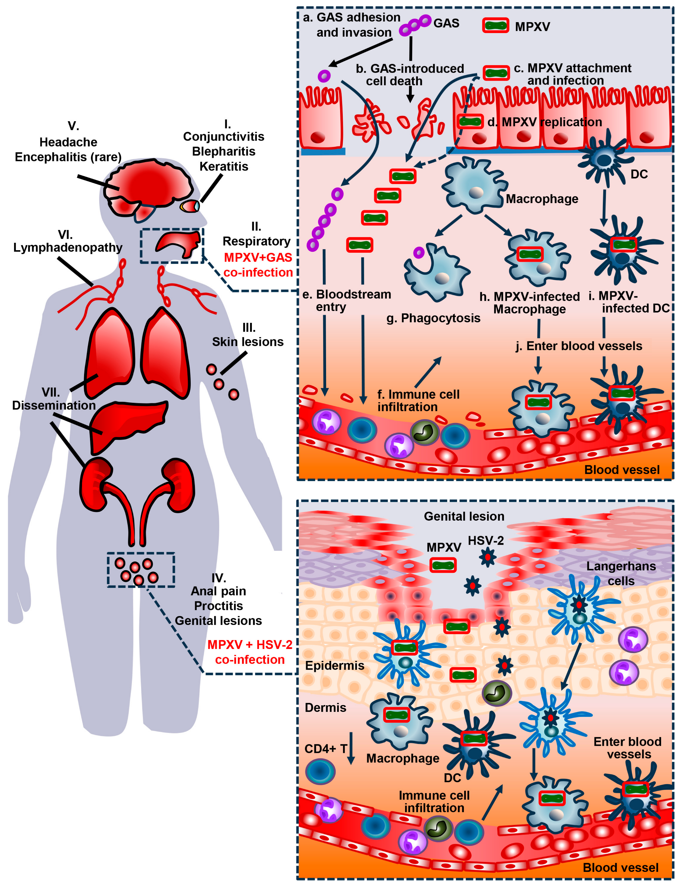 Viruses 16 00784 g003