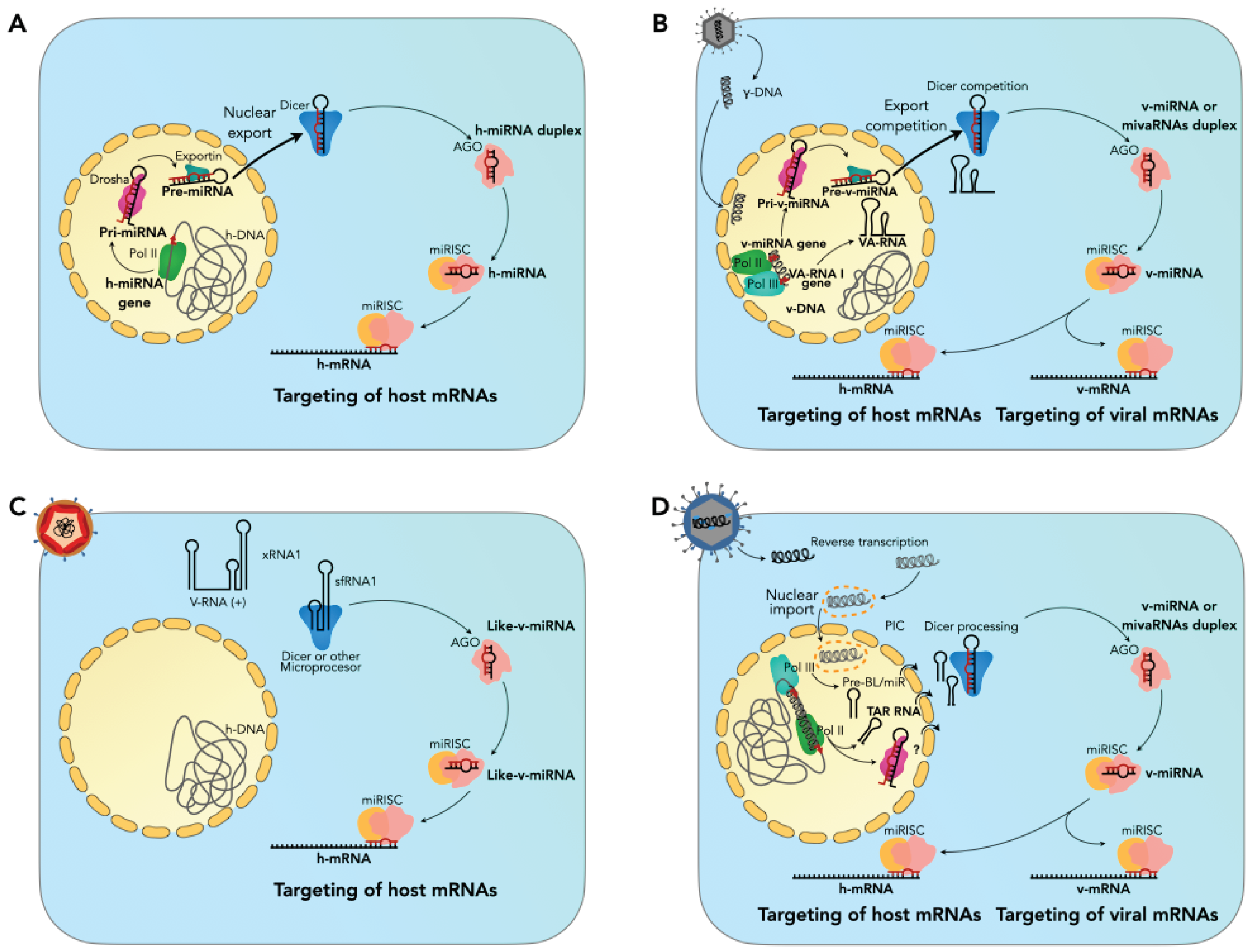 Viruses 16 00804 g001