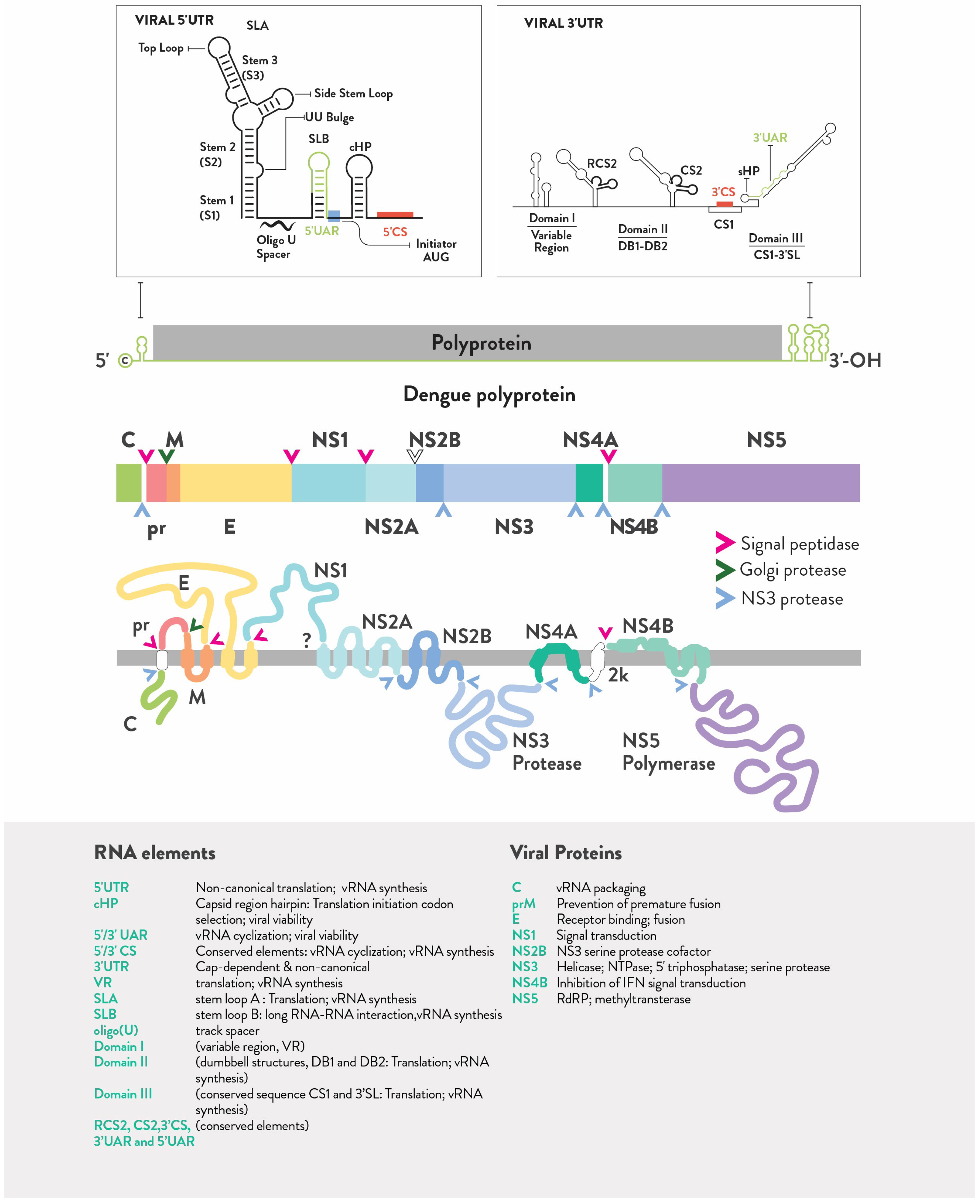 Viruses 16 00804 g002