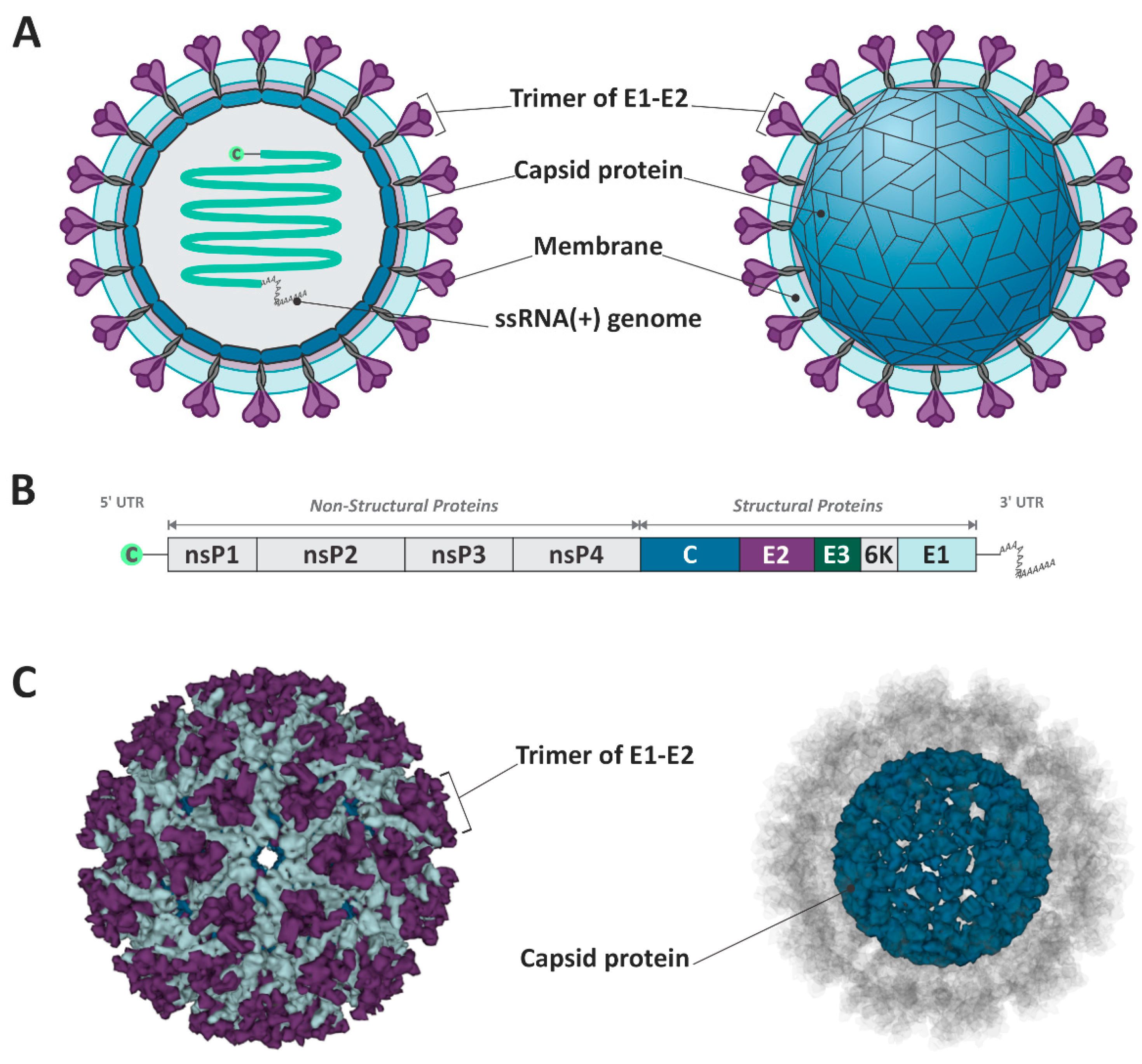 Viruses 16 00809 g001
