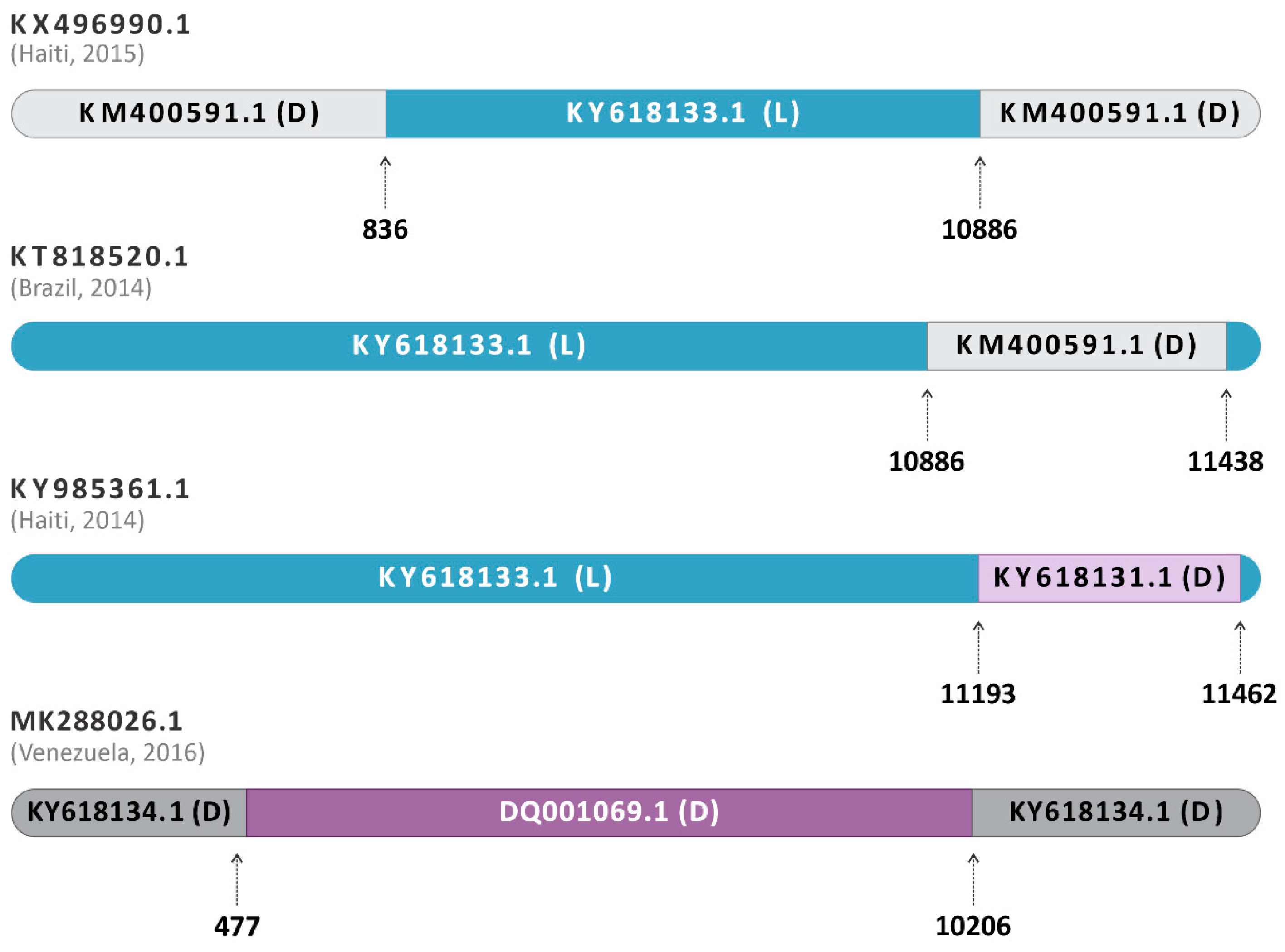 Viruses 16 00809 g003