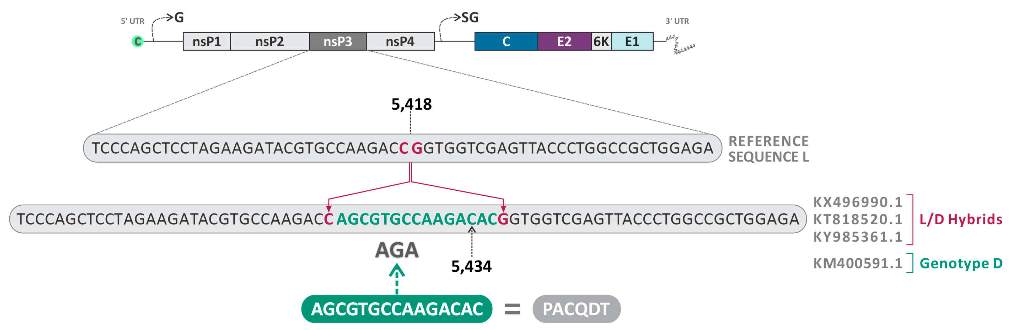 Viruses 16 00809 g007