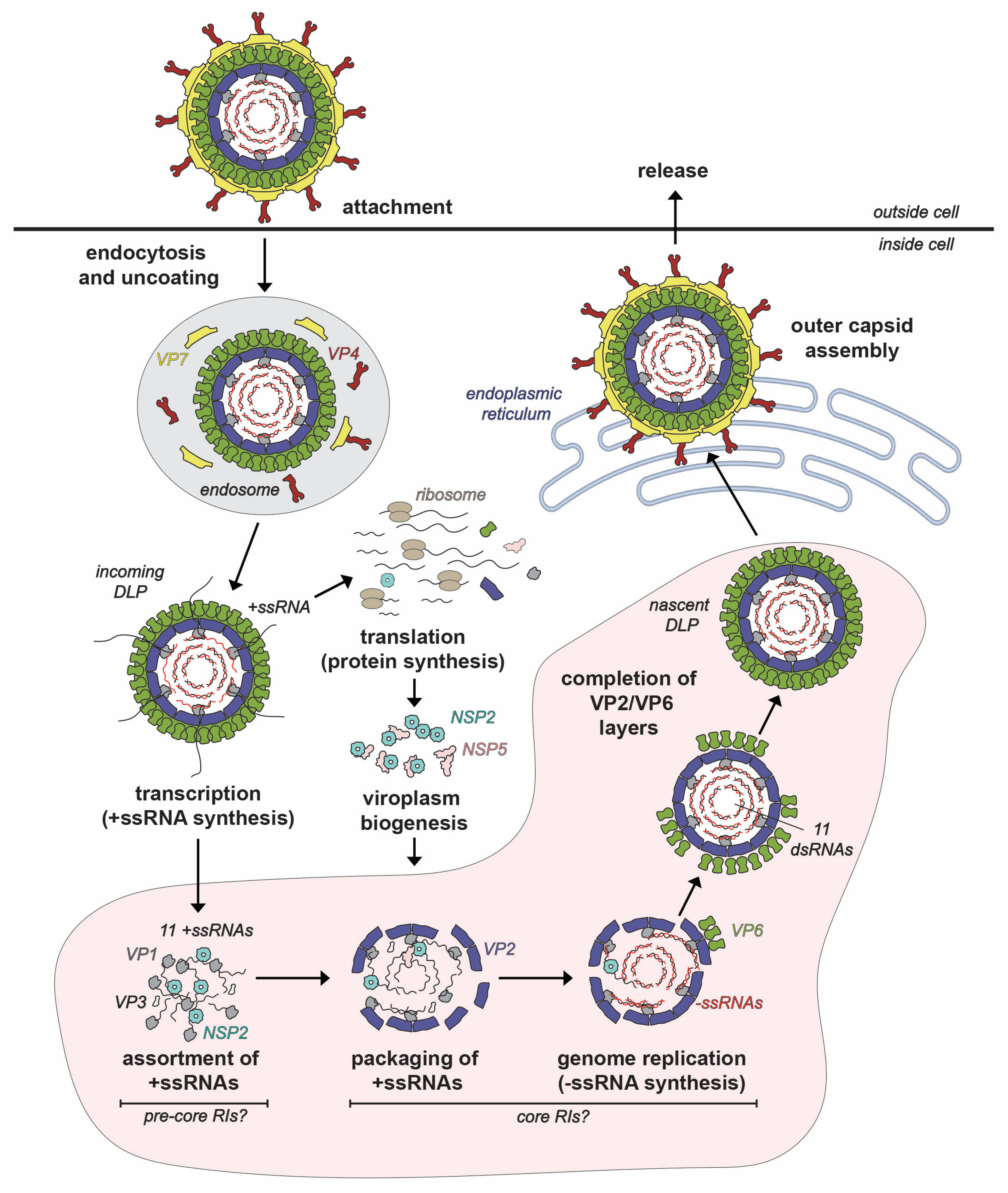 Viruses 16 00814 g002