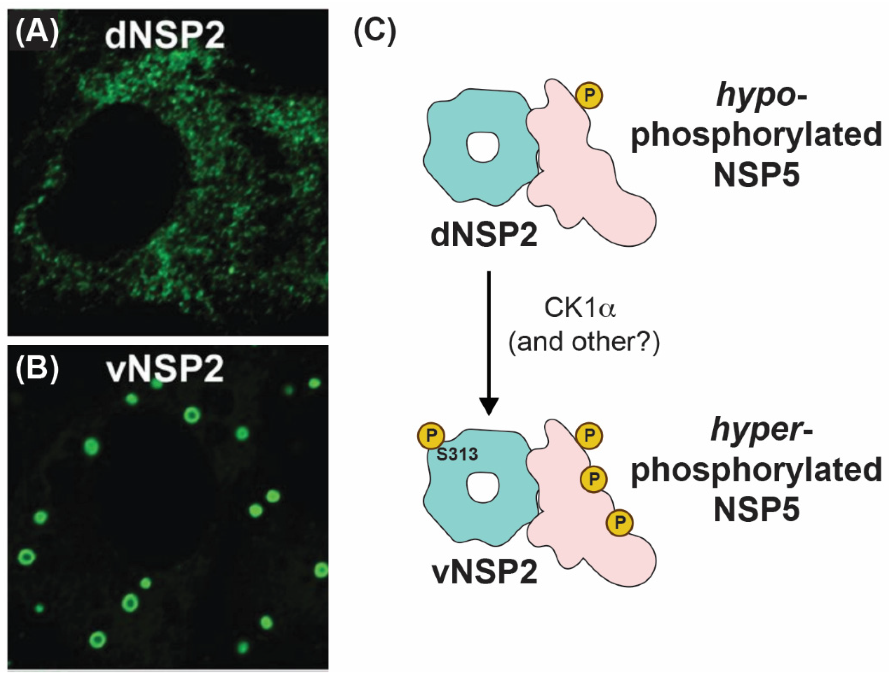 Viruses 16 00814 g007
