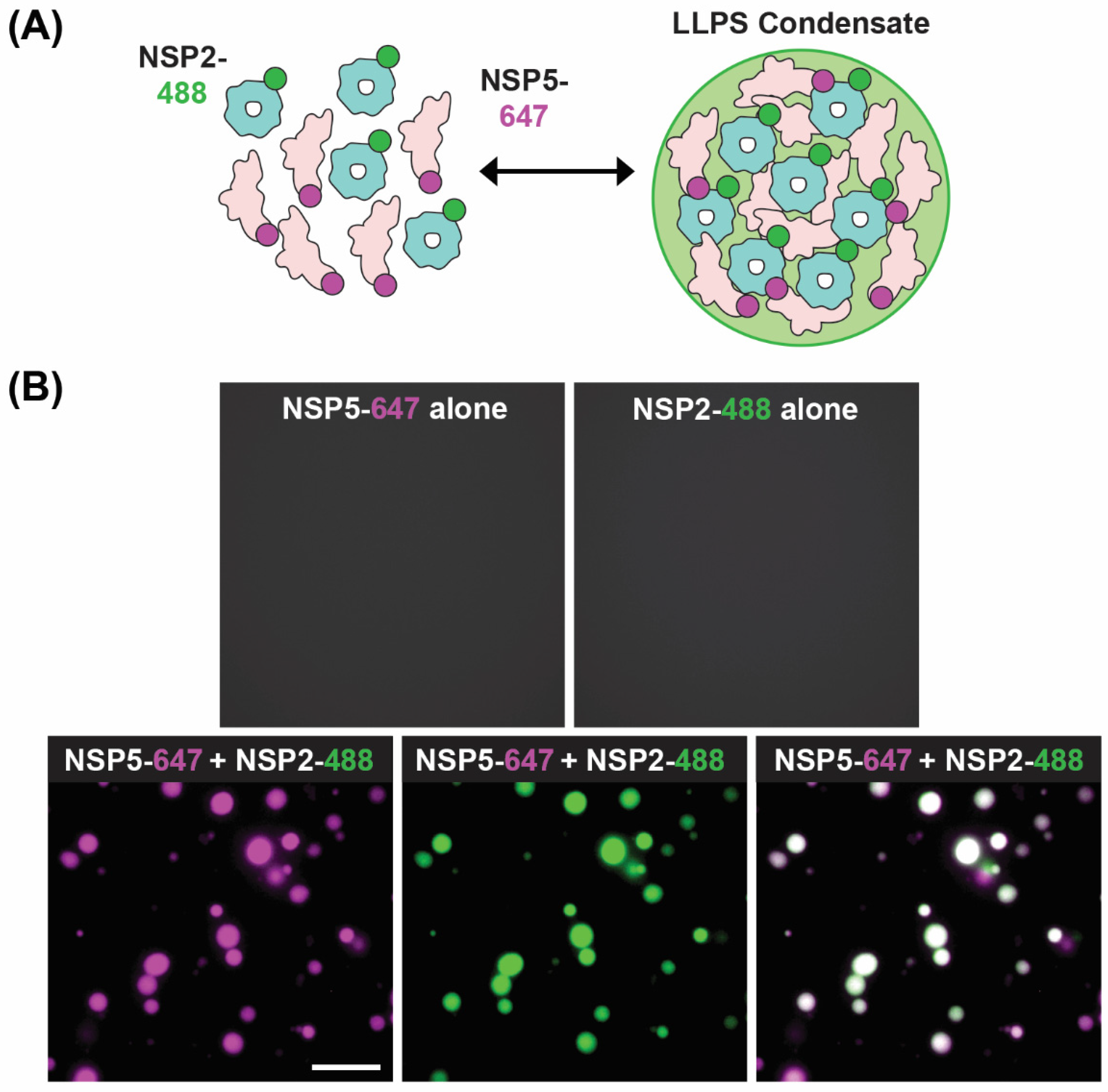 Viruses 16 00814 g008