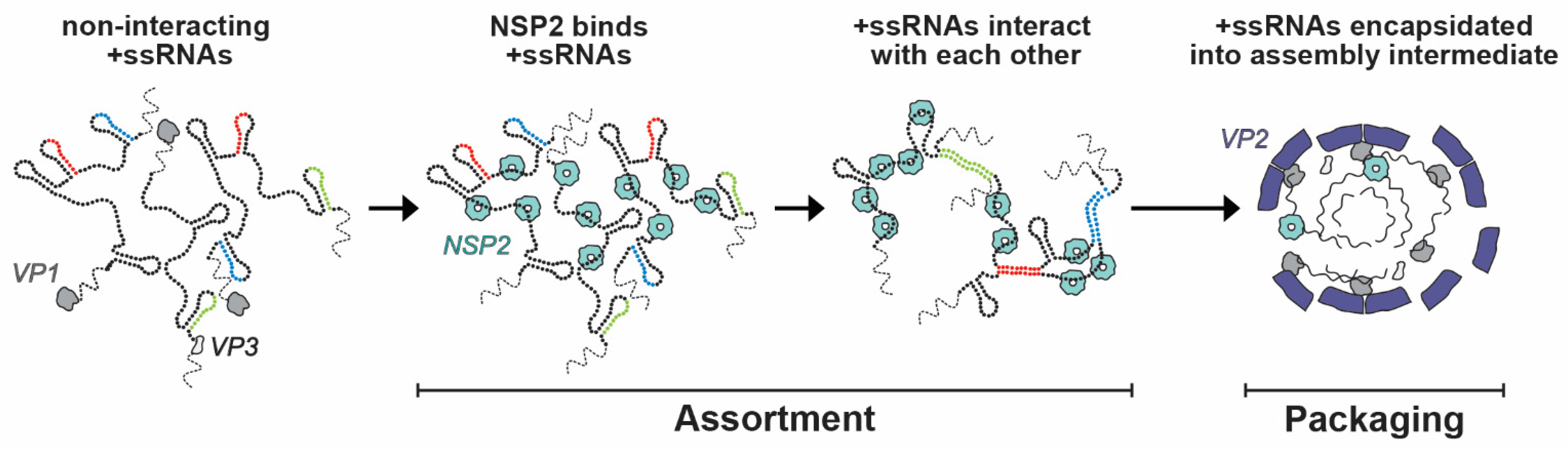 Viruses 16 00814 g009