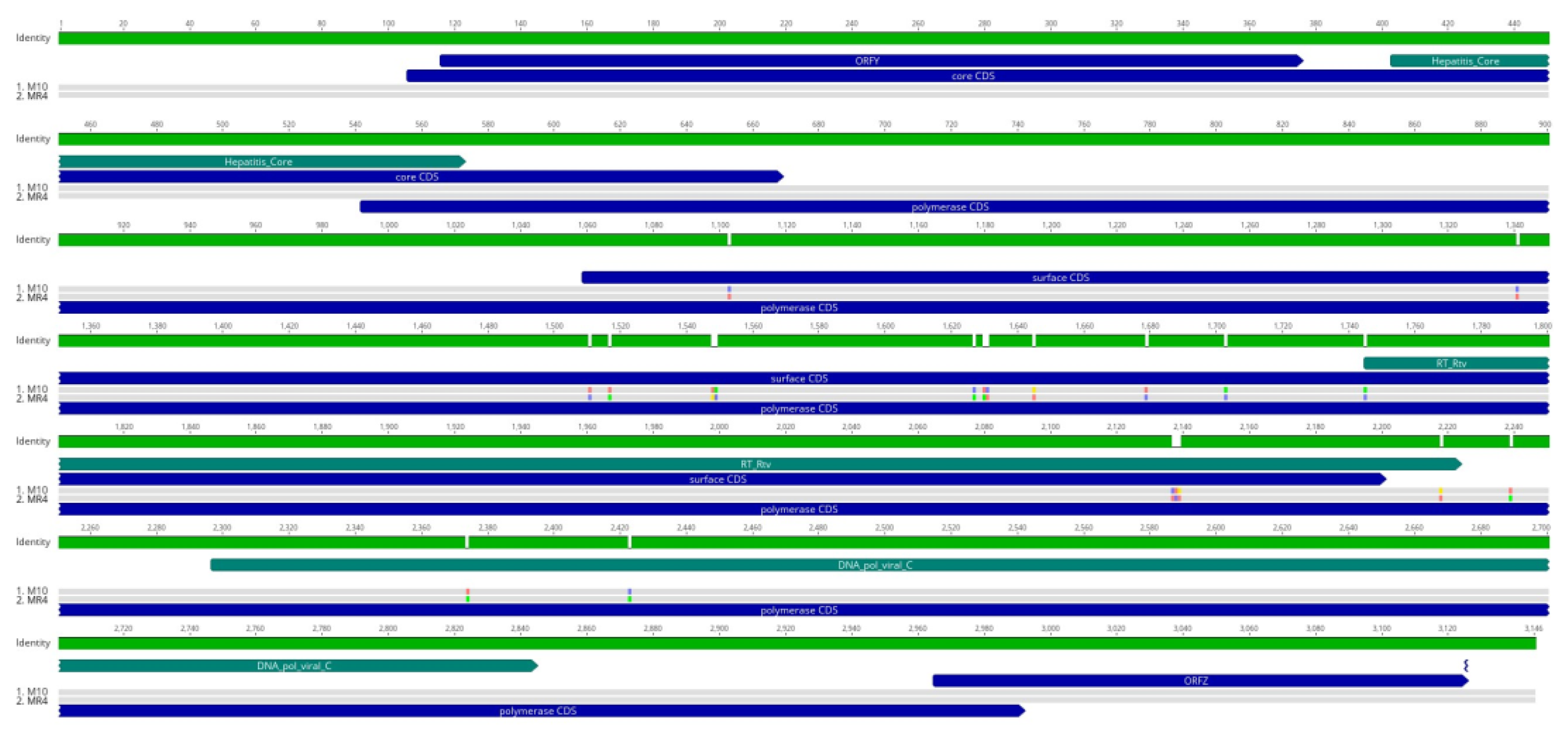 Viruses 16 00824 g004