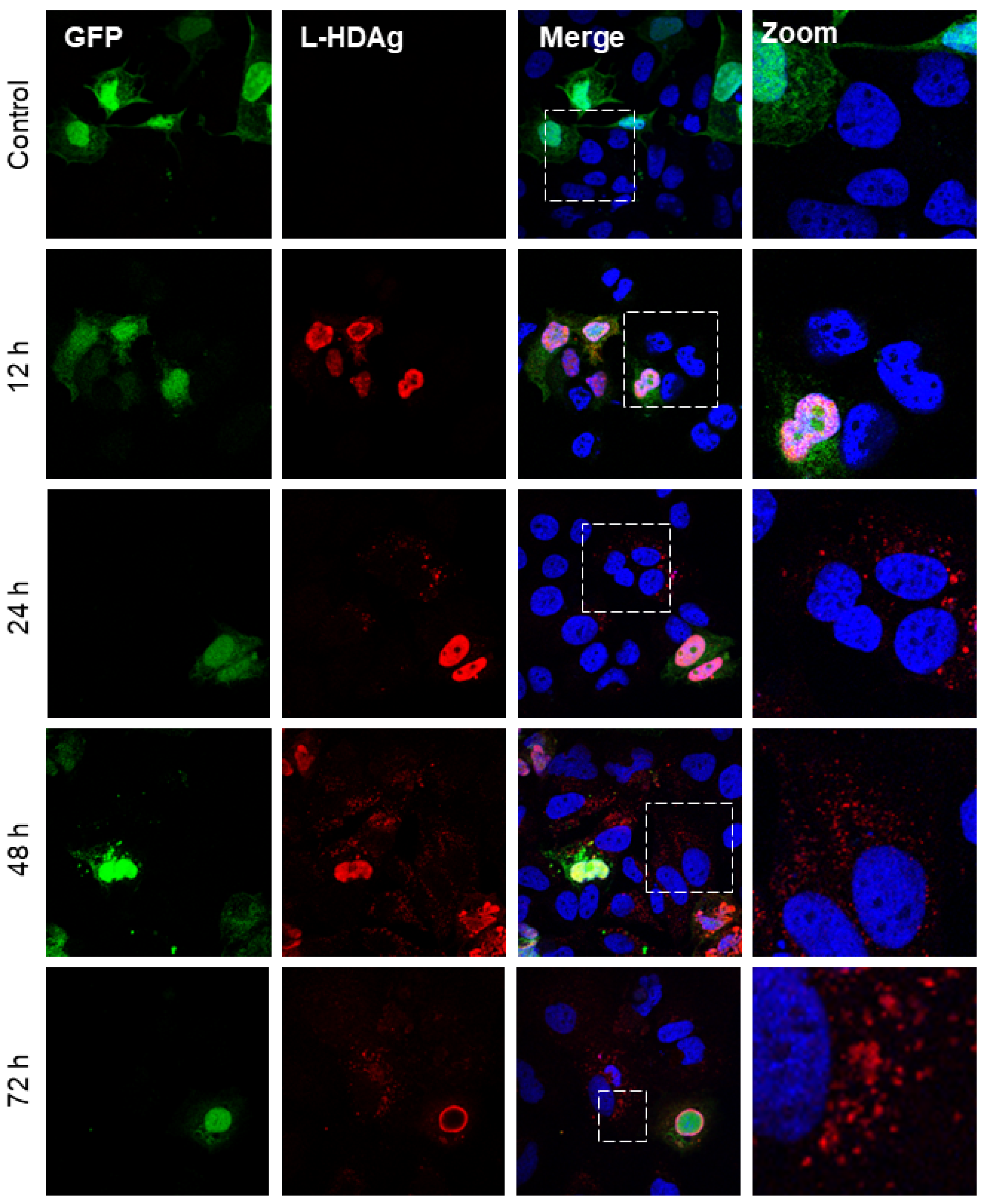 Viruses 16 00825 g001