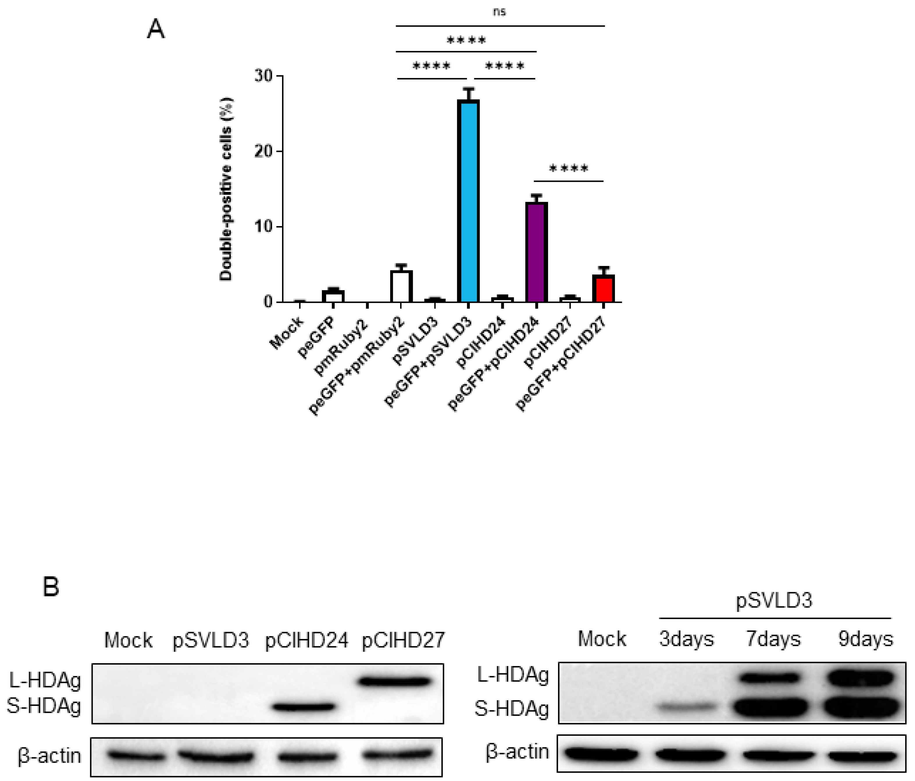 Viruses 16 00825 g003