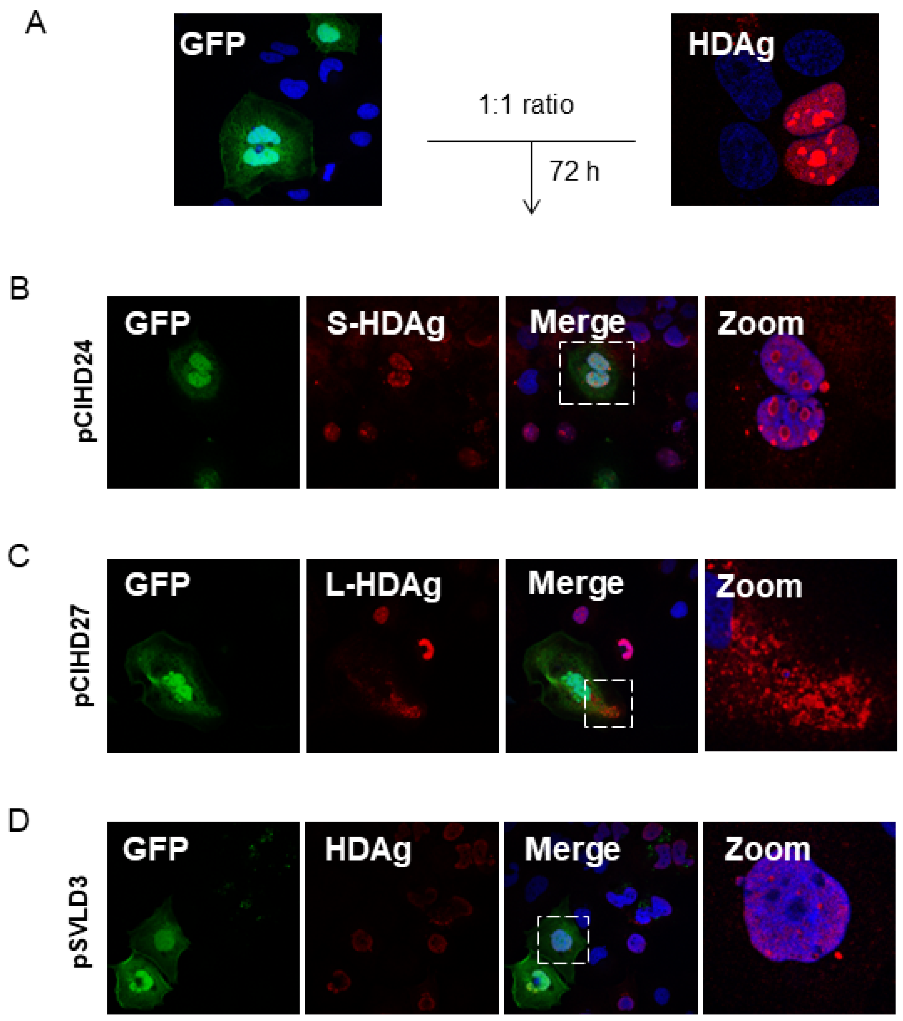 Viruses 16 00825 g004