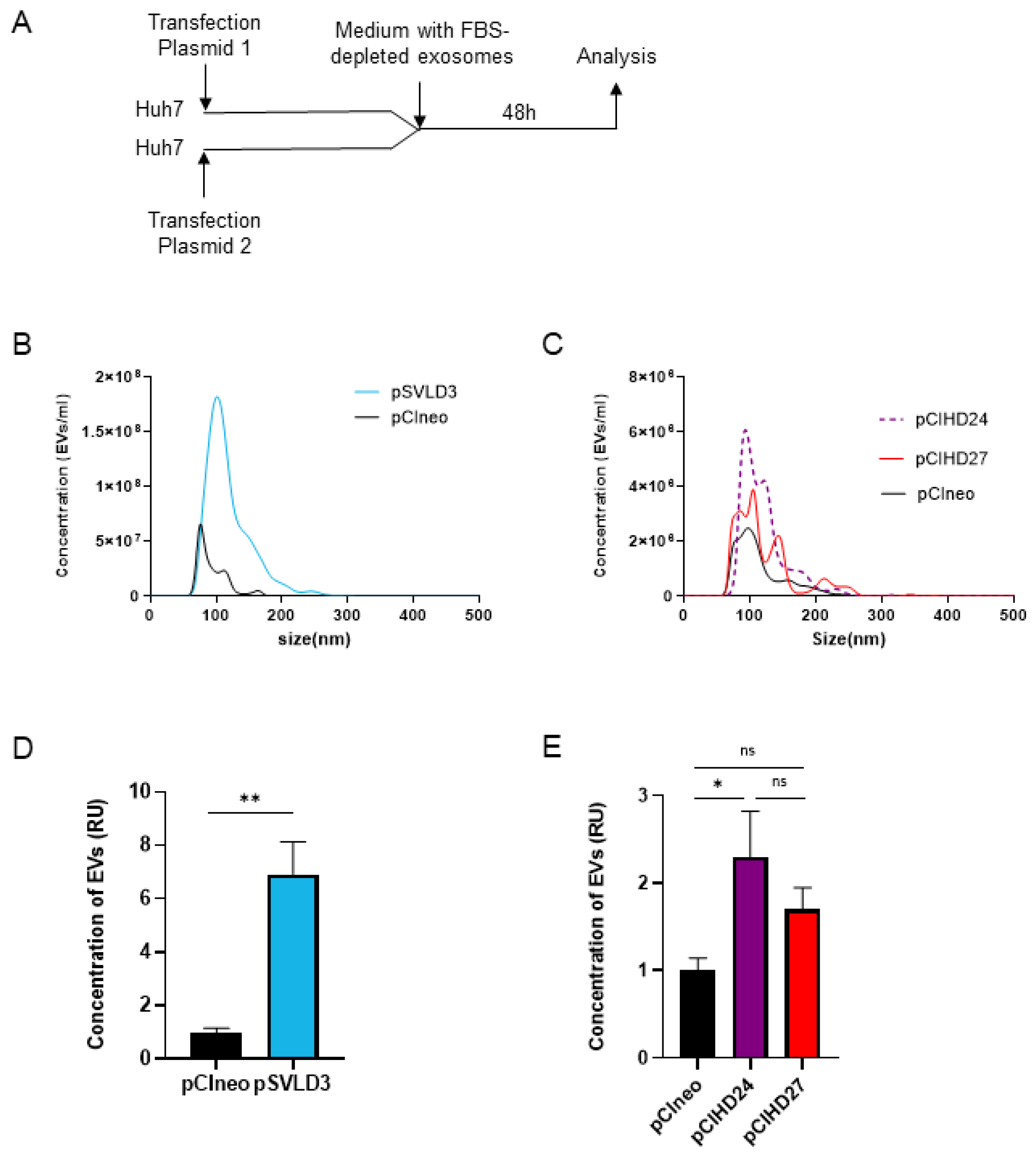 Viruses 16 00825 g005