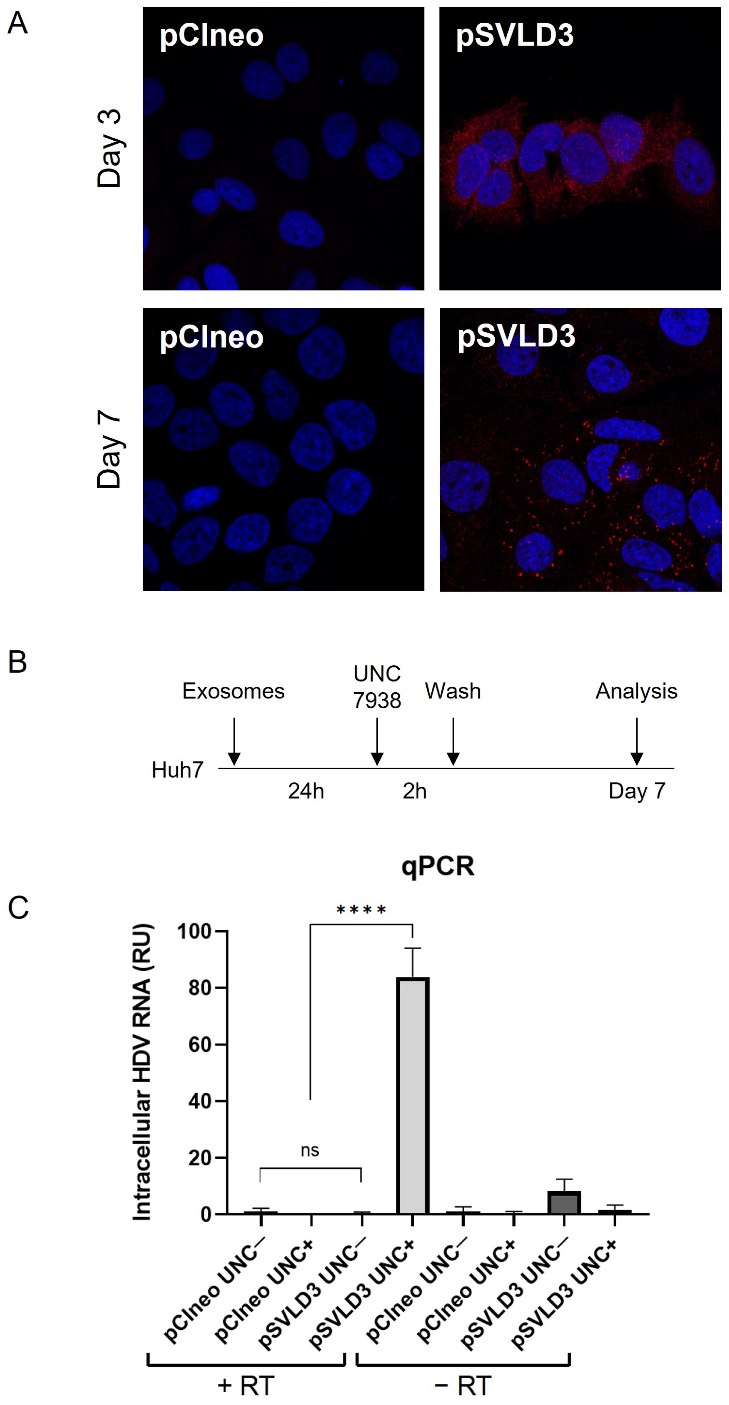 Viruses 16 00825 g007
