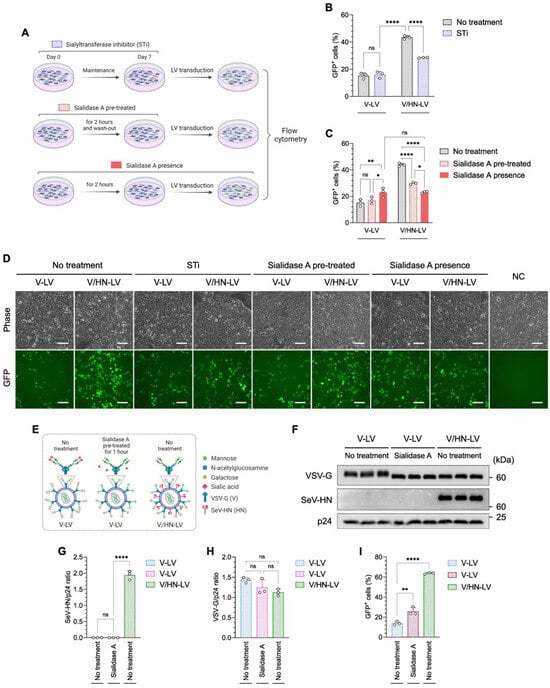 Viruses 16 00827 g004