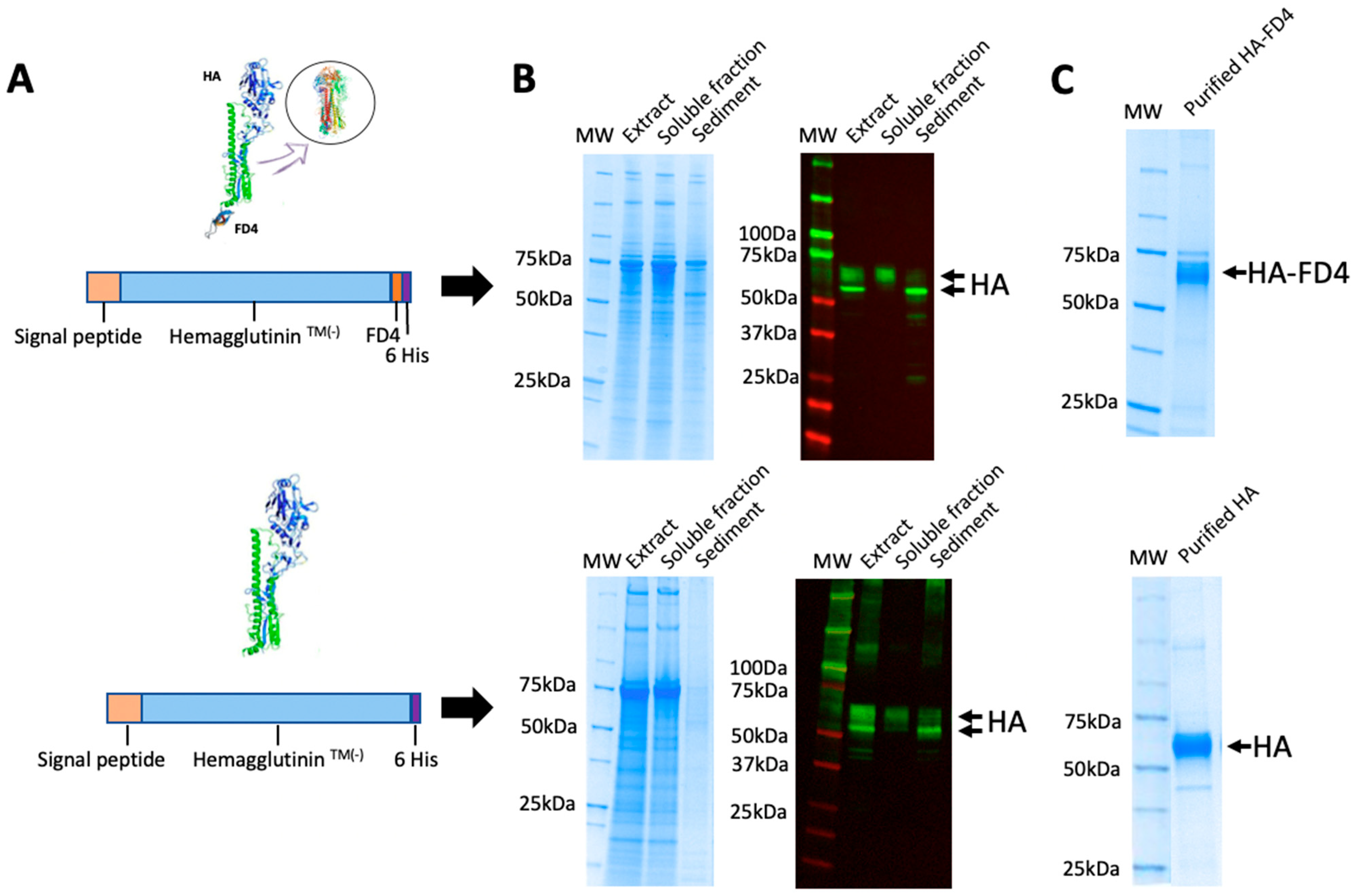 Viruses 16 00829 g002